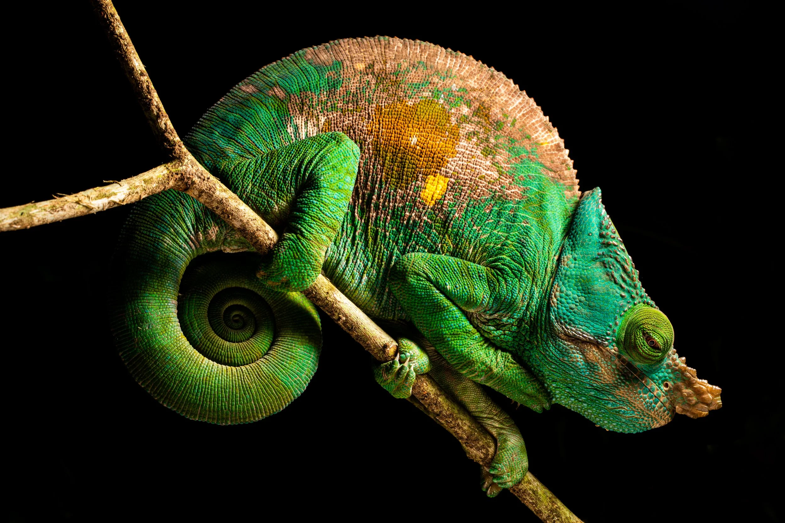 Calumma parsonii male.jpg