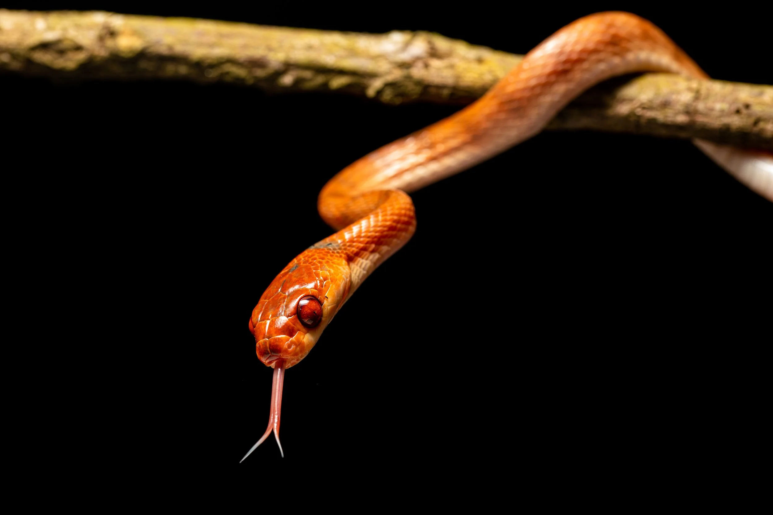 Phisalixella arctifasciatus.jpg