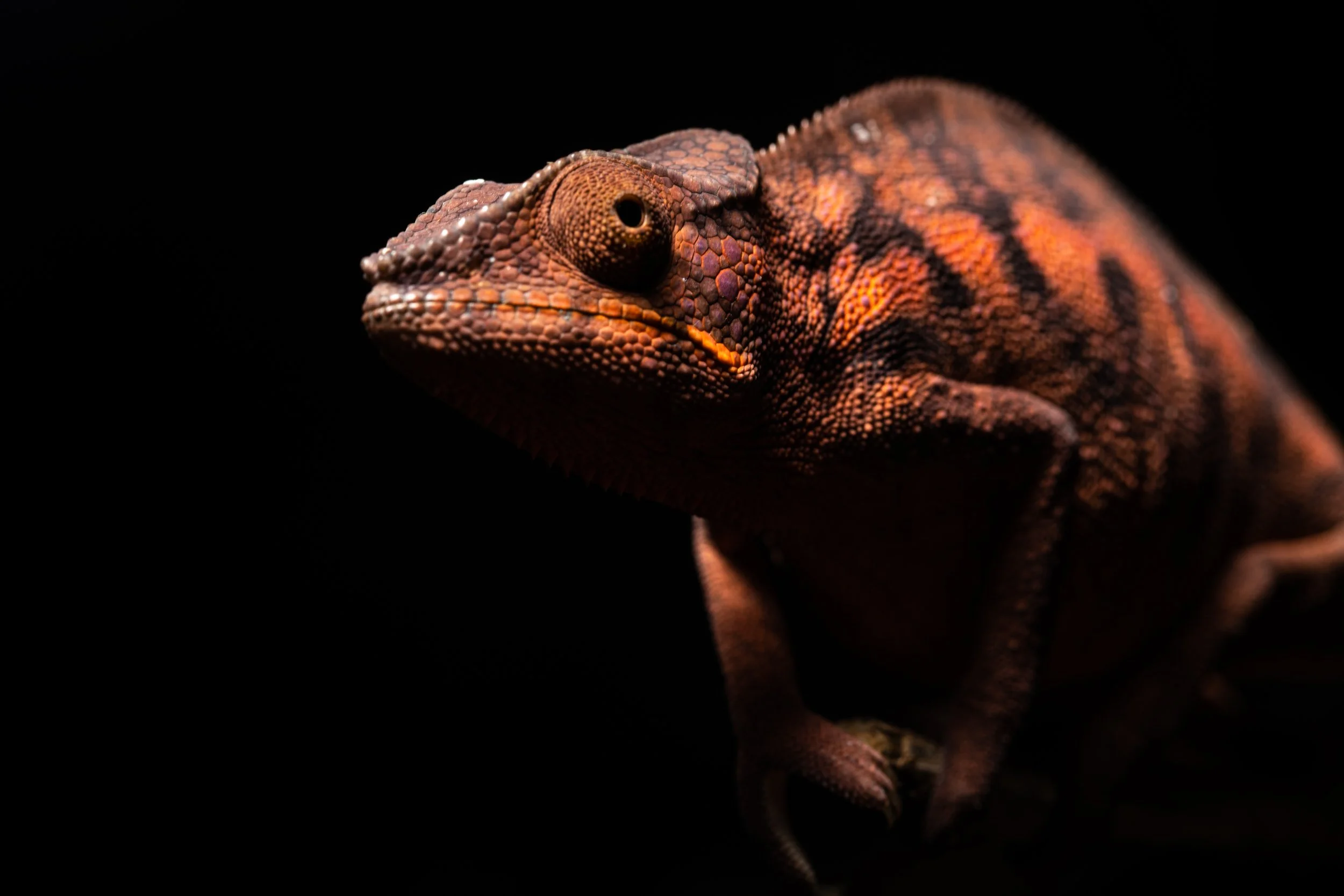 Furcifer pardalis female‎ ‎ ‎ ‎ ‎ ‎ .jpg
