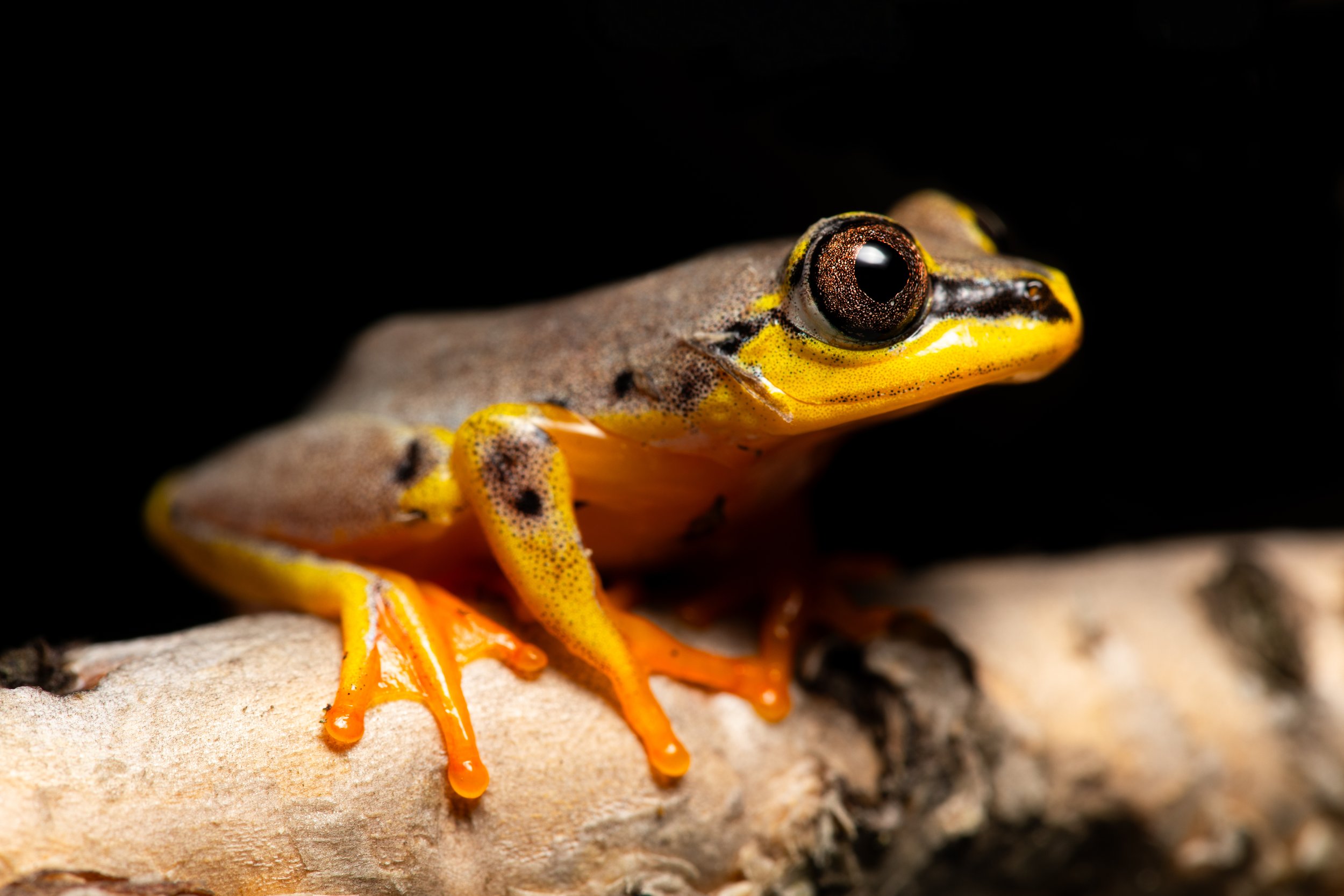 Heterixalus punctatus‎ ‎ ‎ ‎ .jpg