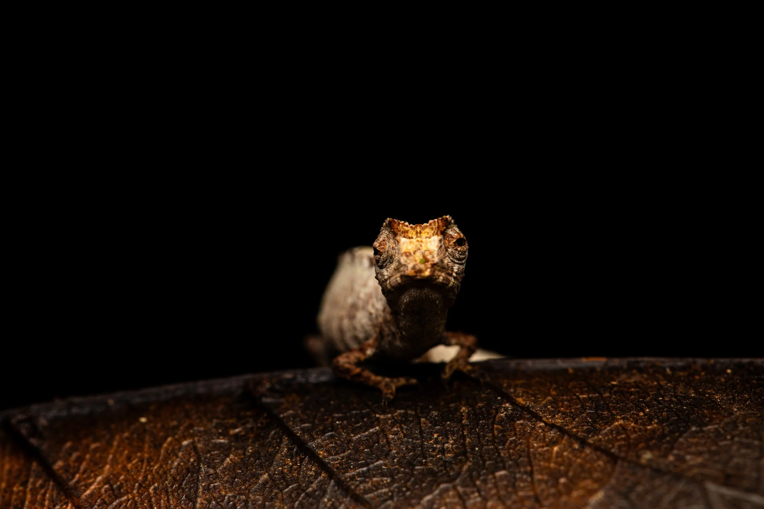 Brookesia sp.‎ ‎ .jpg