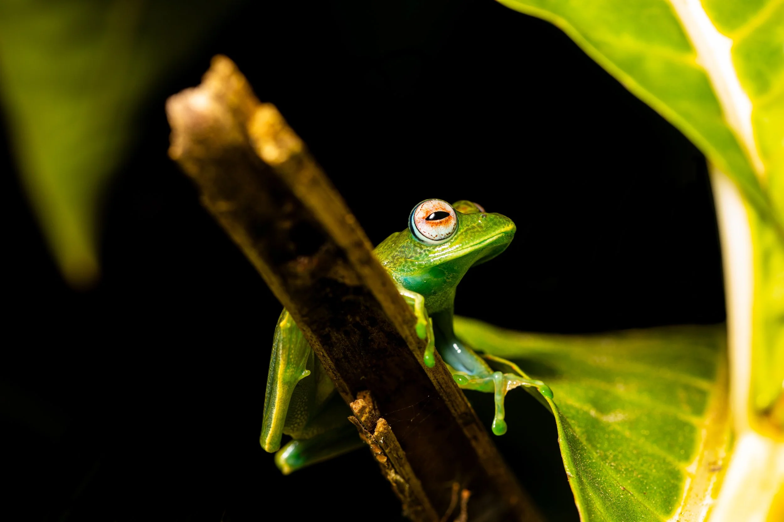Boophis ankaratra‎ .jpg