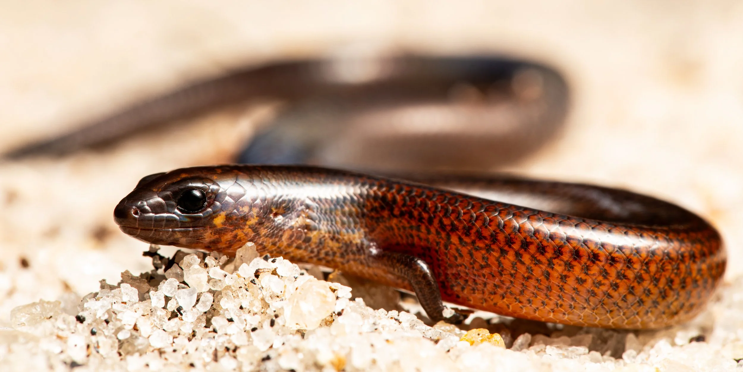 Flexiseps melanurus.jpg