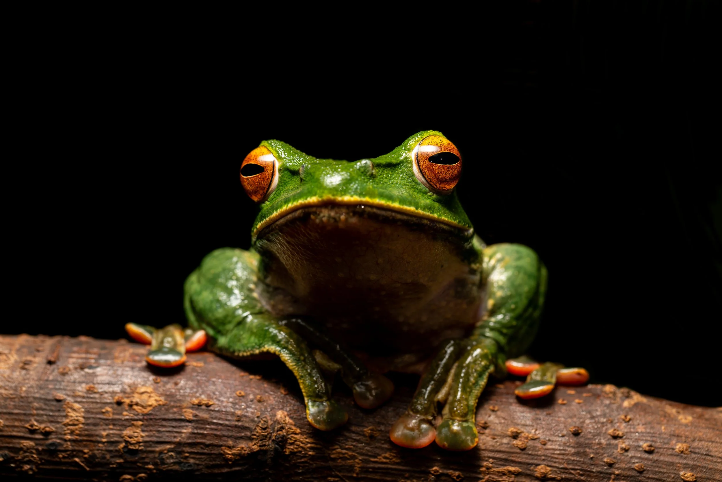 Boophis albilabris.jpg