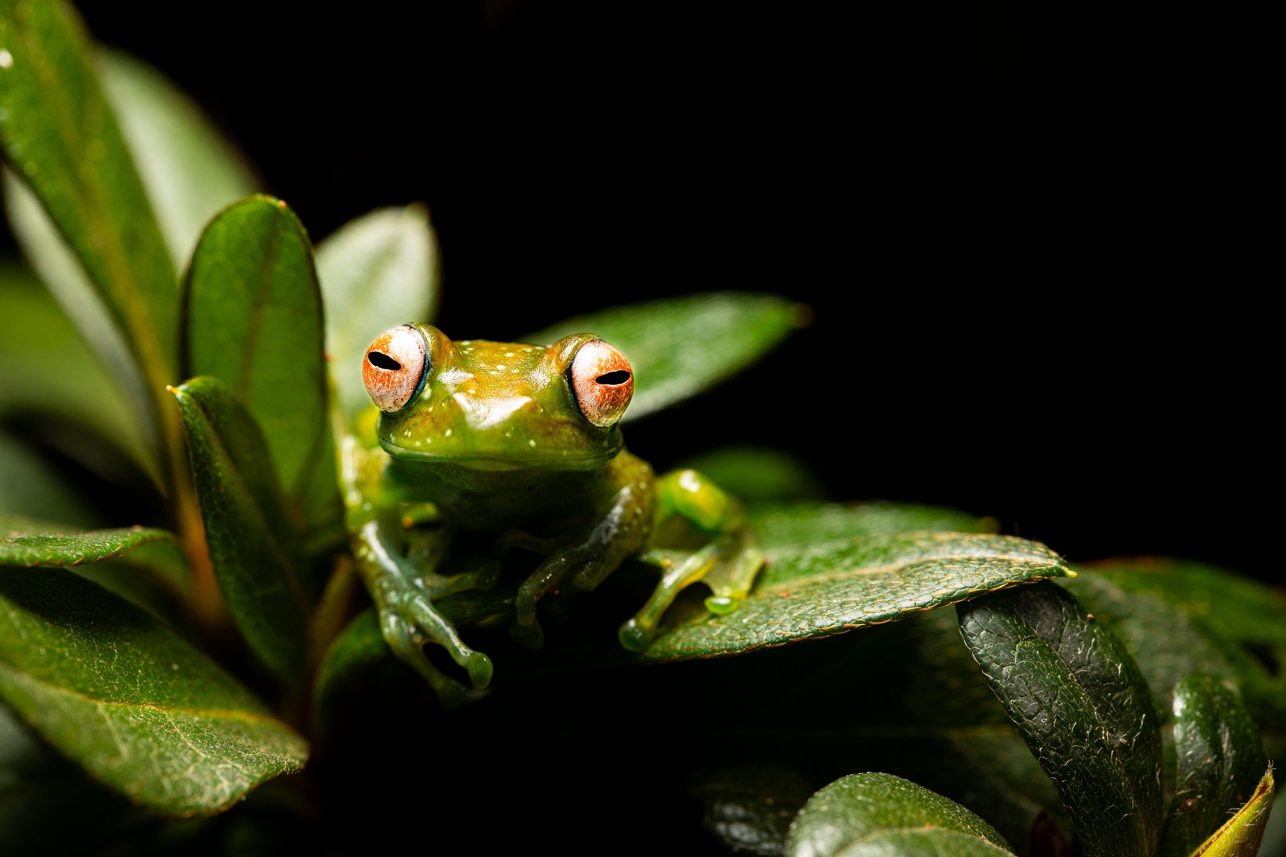 Boophis ankaratra‎ ‎ .jpg