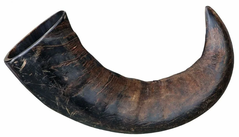 buffalo horn.jpg