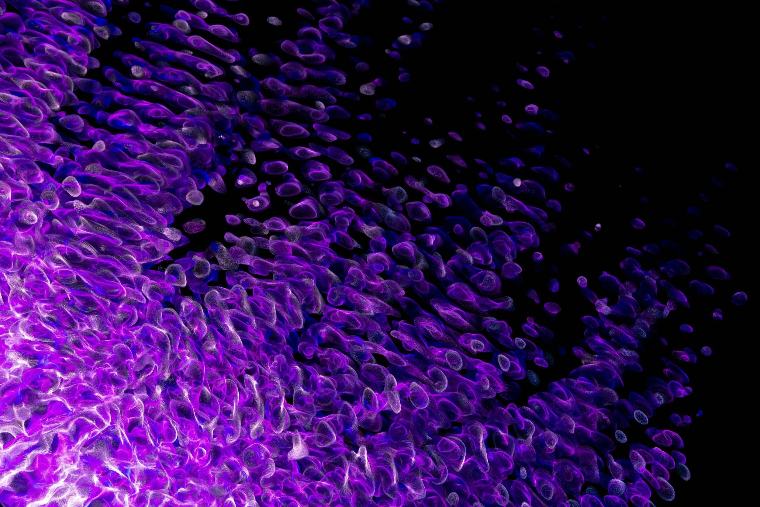 Close-up view of purple and blue glowing sea anemone's tentacles against a black background.