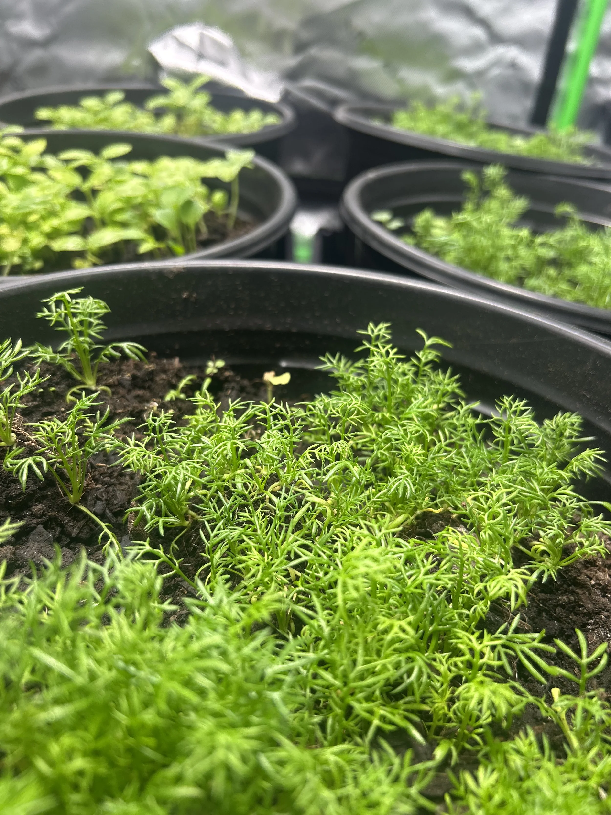 Plant Image N0.3.jpeg