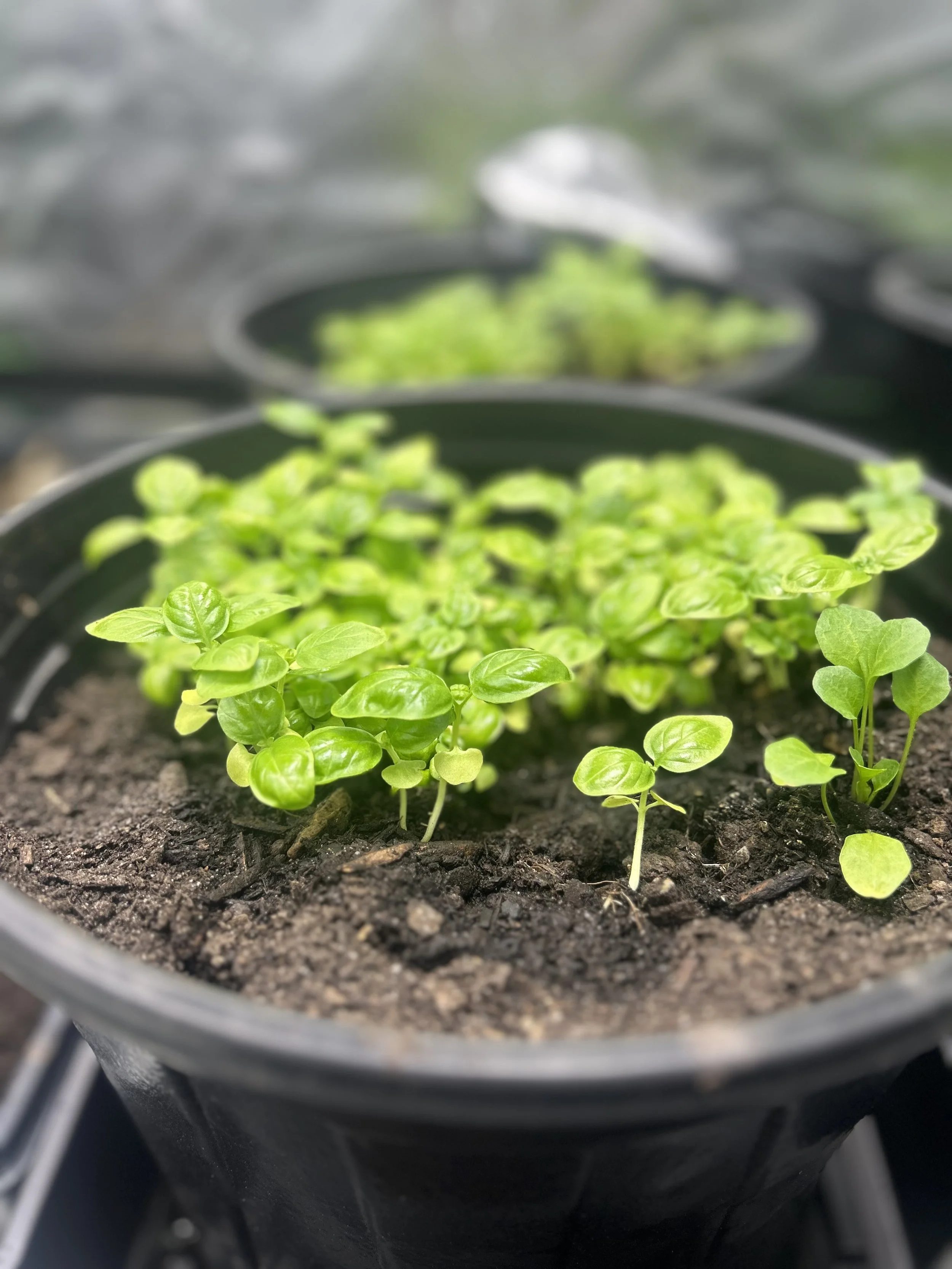 Plant Image N0.1.jpeg