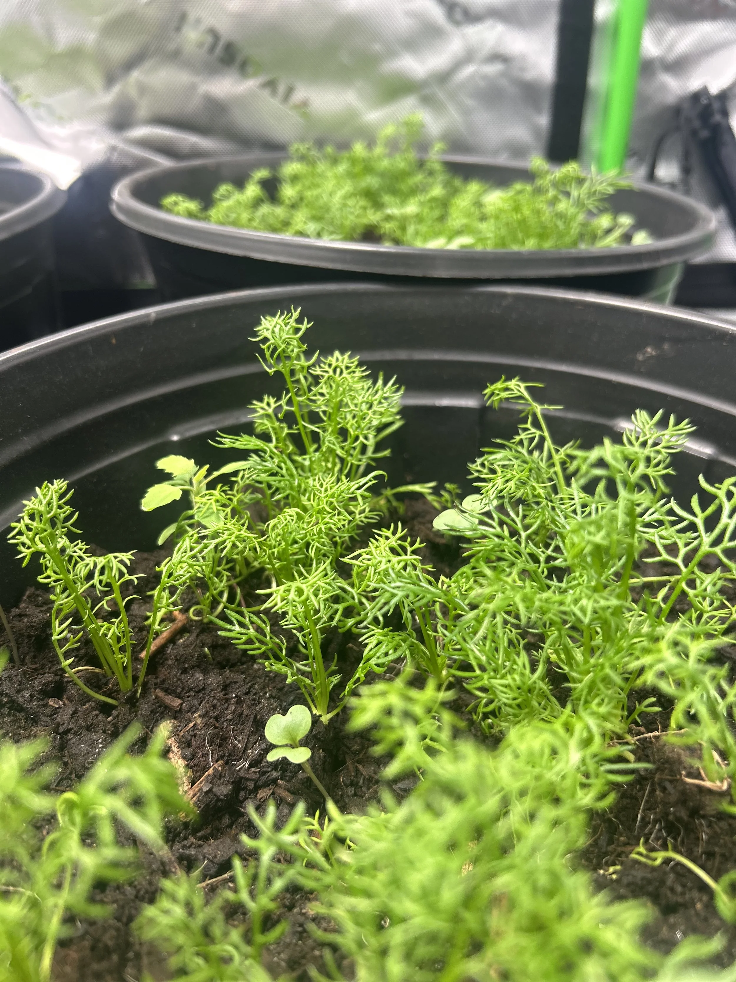 Plant Image N0.2.jpeg