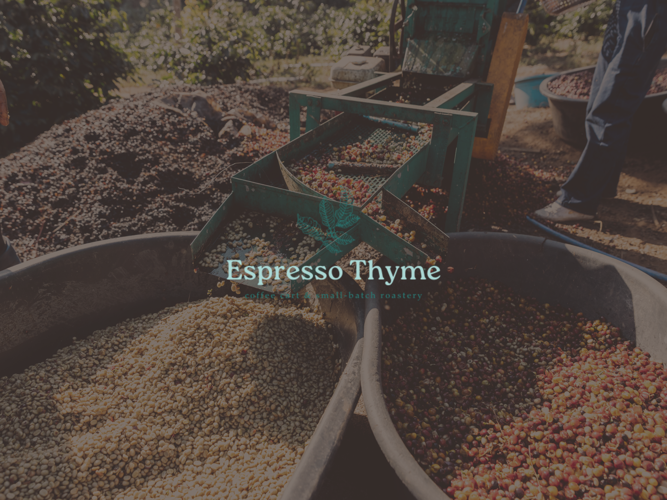 The Washed Process: How Clean Fermentation Shapes Coffee Forever