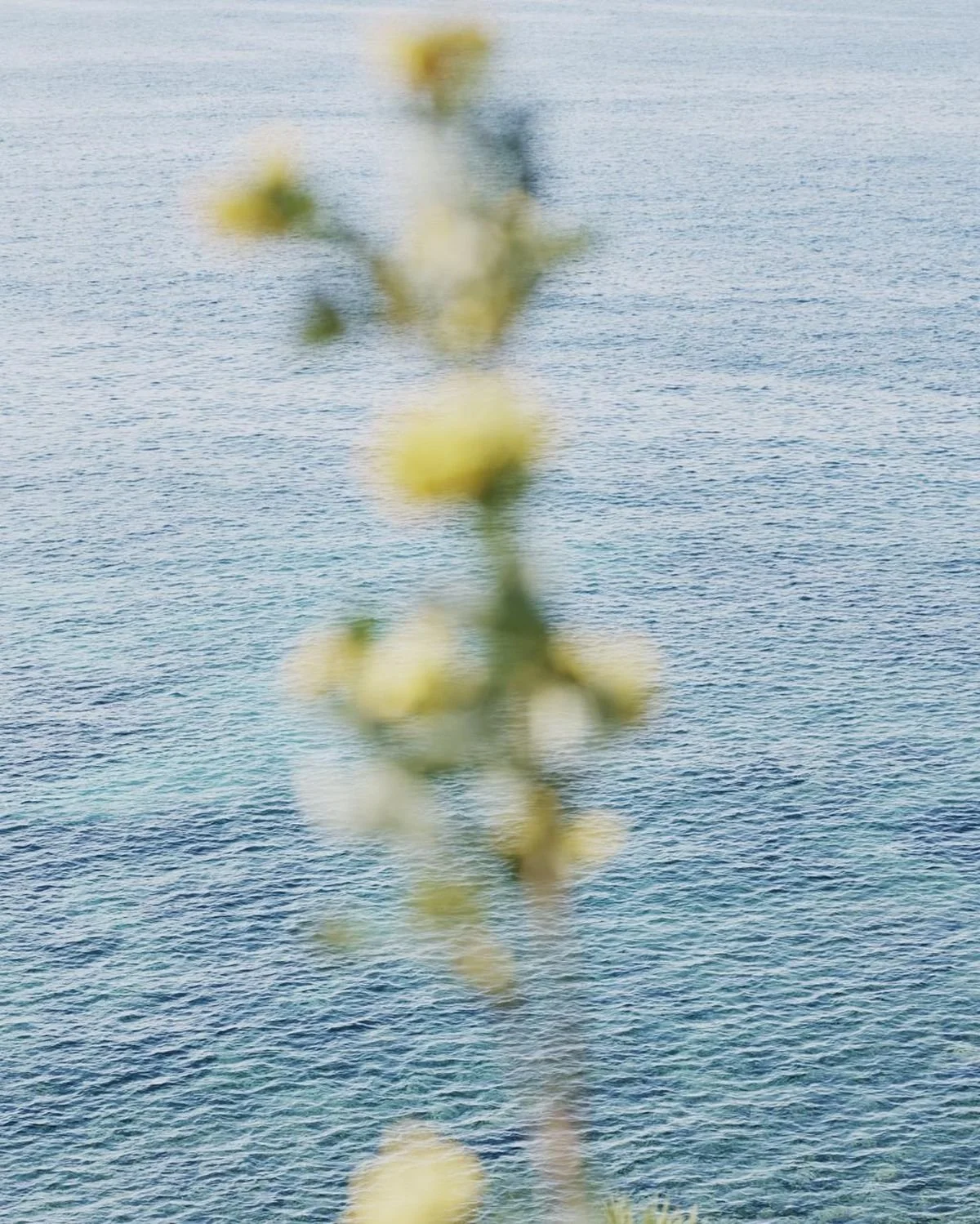 Blurred yellow and white flowers hanging down against a background of calm blue water.