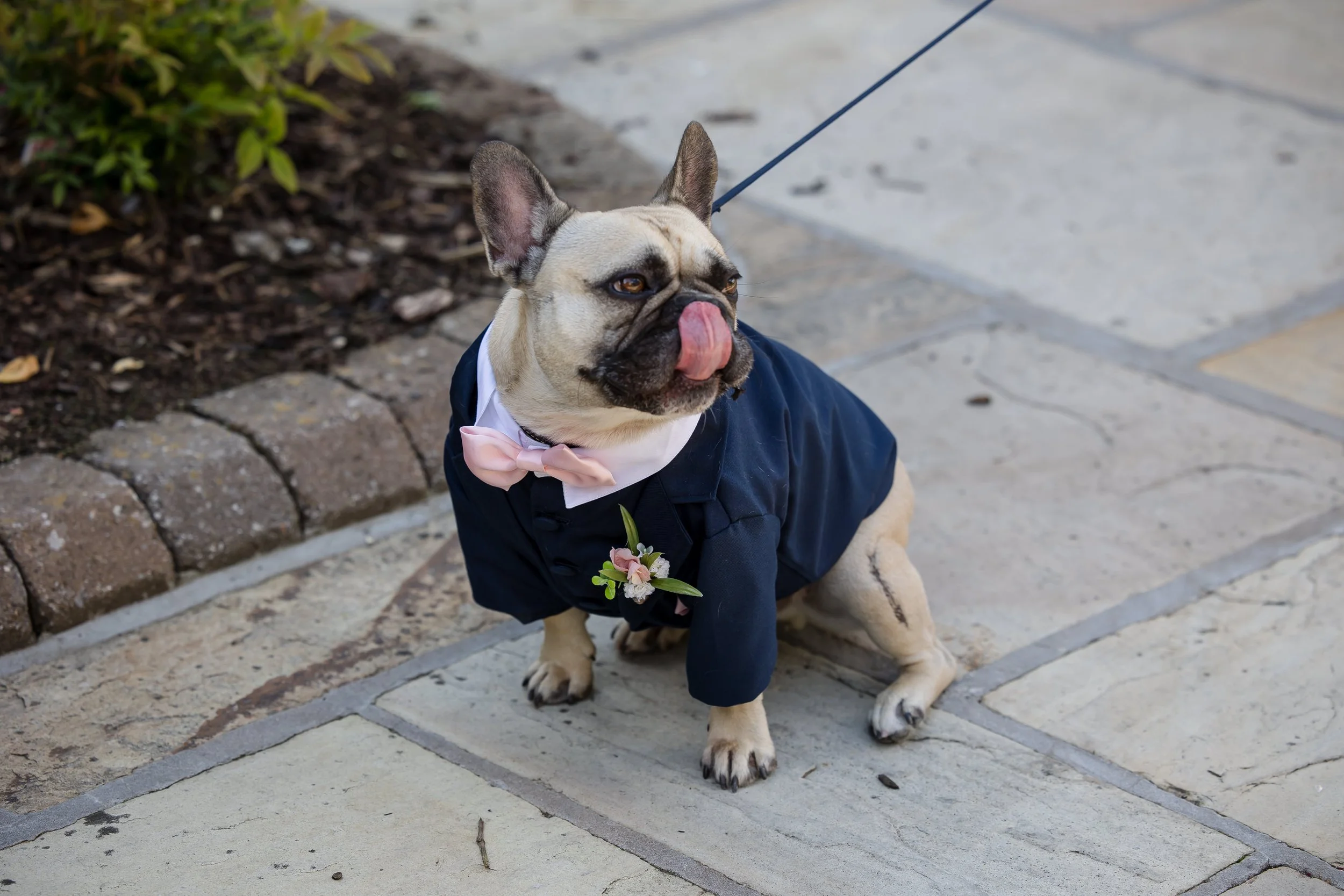 A French Bulldog dressed in a suit with a pink bow tie and boutonniere, sitting on a paved walkway, licking its nose.