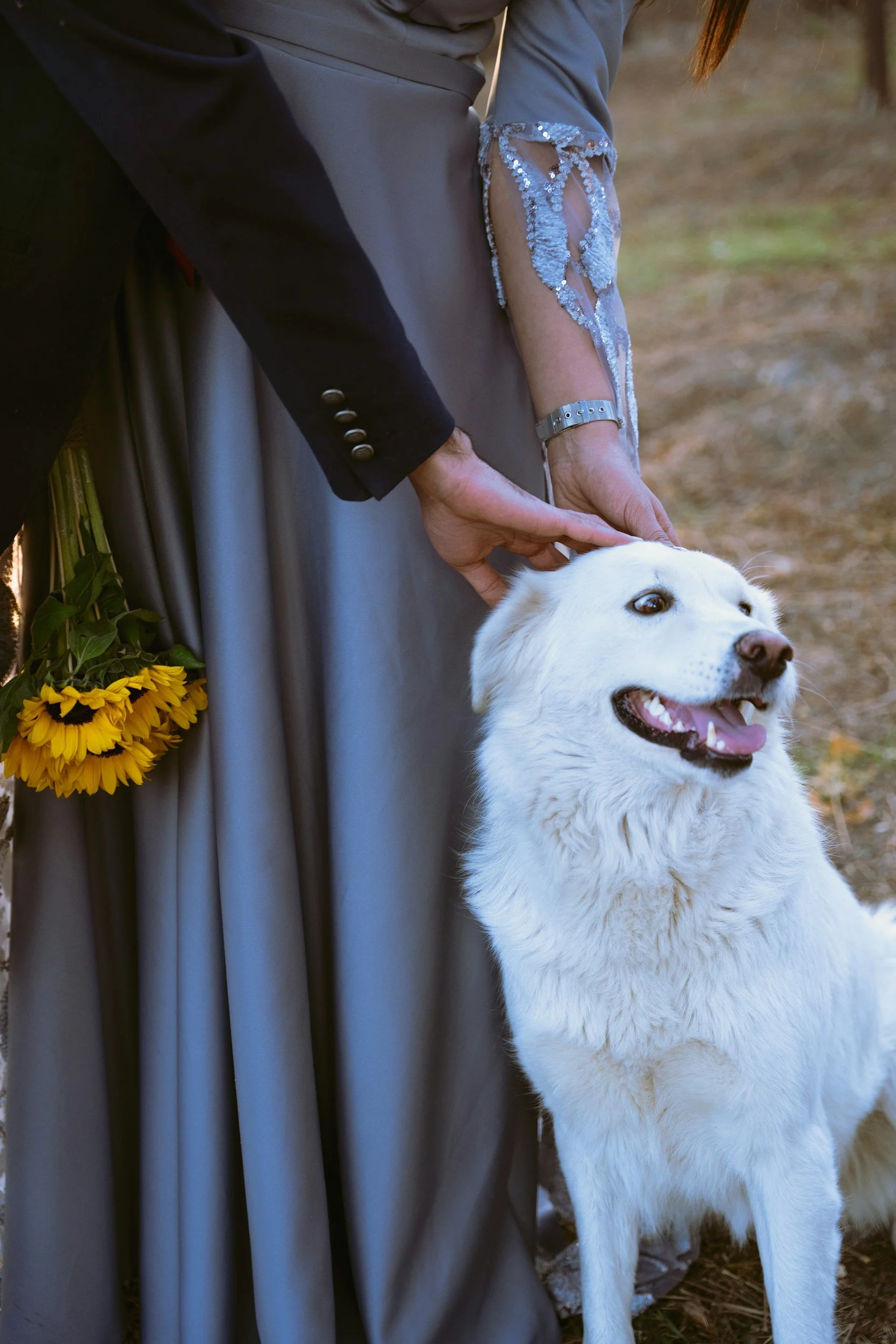 People in formal attire, one wearing a black suit with gold buttons, the other in a dress with lace and sequin details, are standing outdoors and petting a white dog with brown eyes and a broad smile, in a natural setting with blurred background.