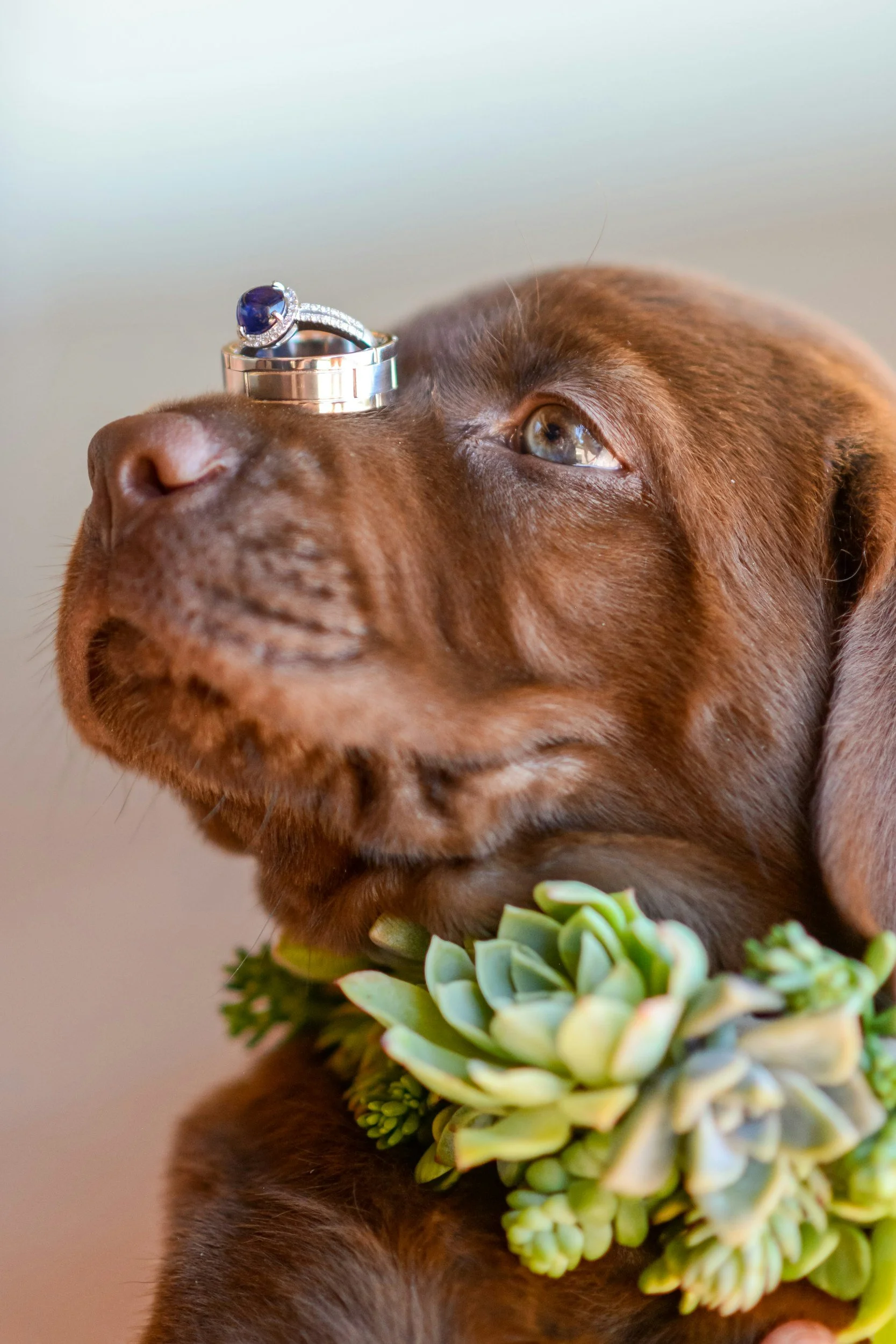 Close-up of a brown puppy with a ring on its nose, lying next to a succulent plant.
