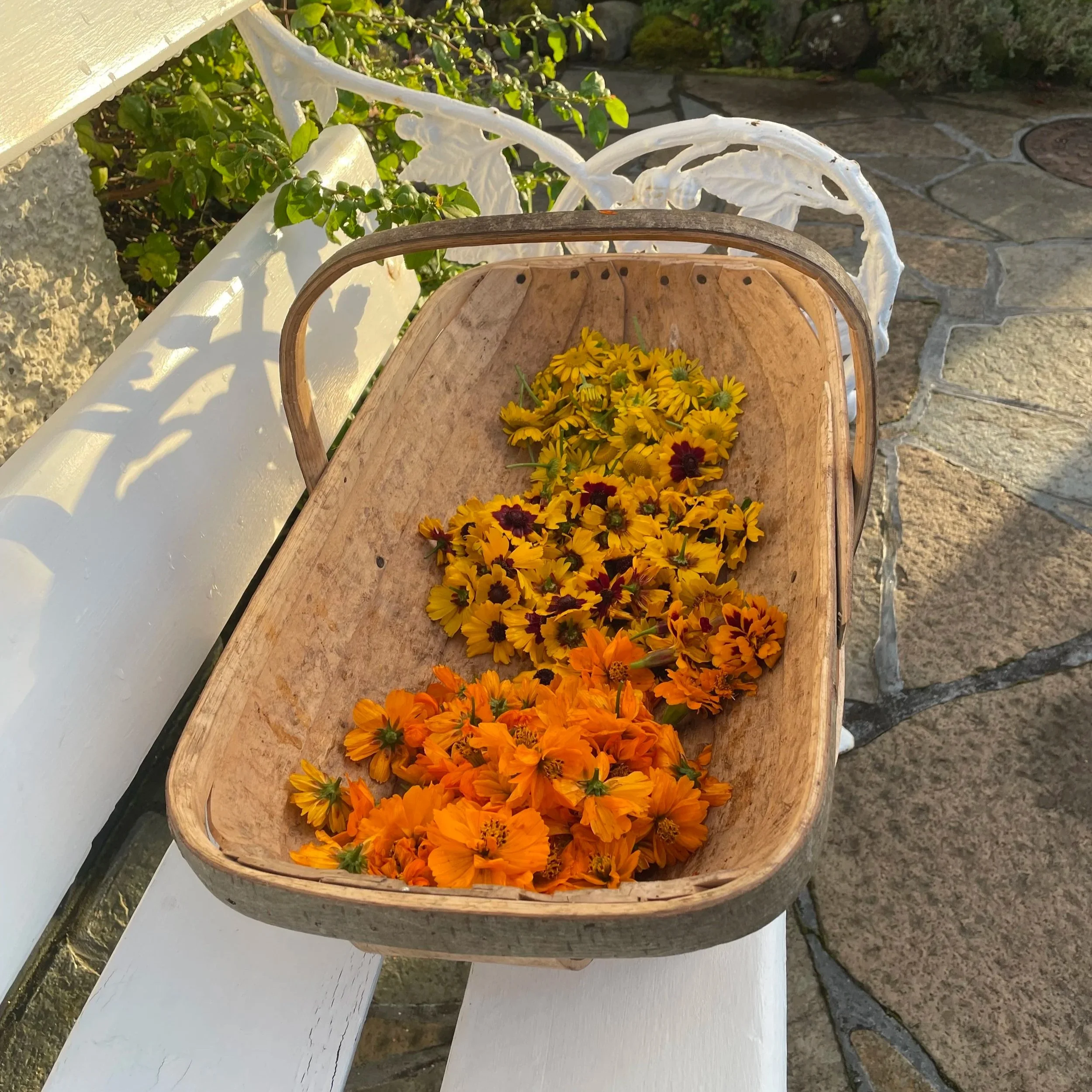 start a dye flower garden