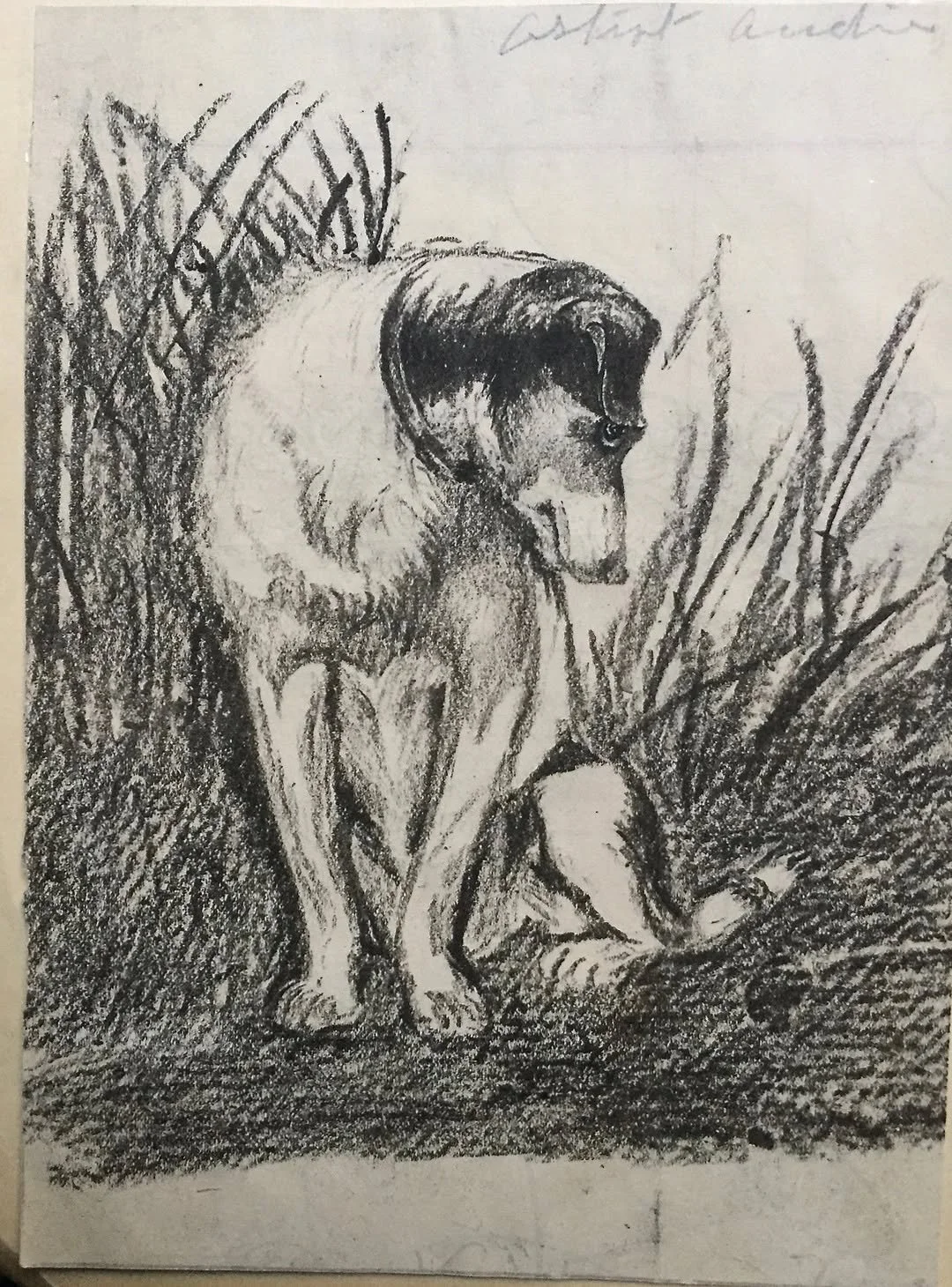Very early drawing of a dog by Andrew