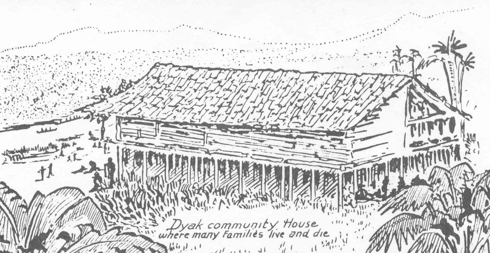 A.E. Mitchell drawing - Borneo