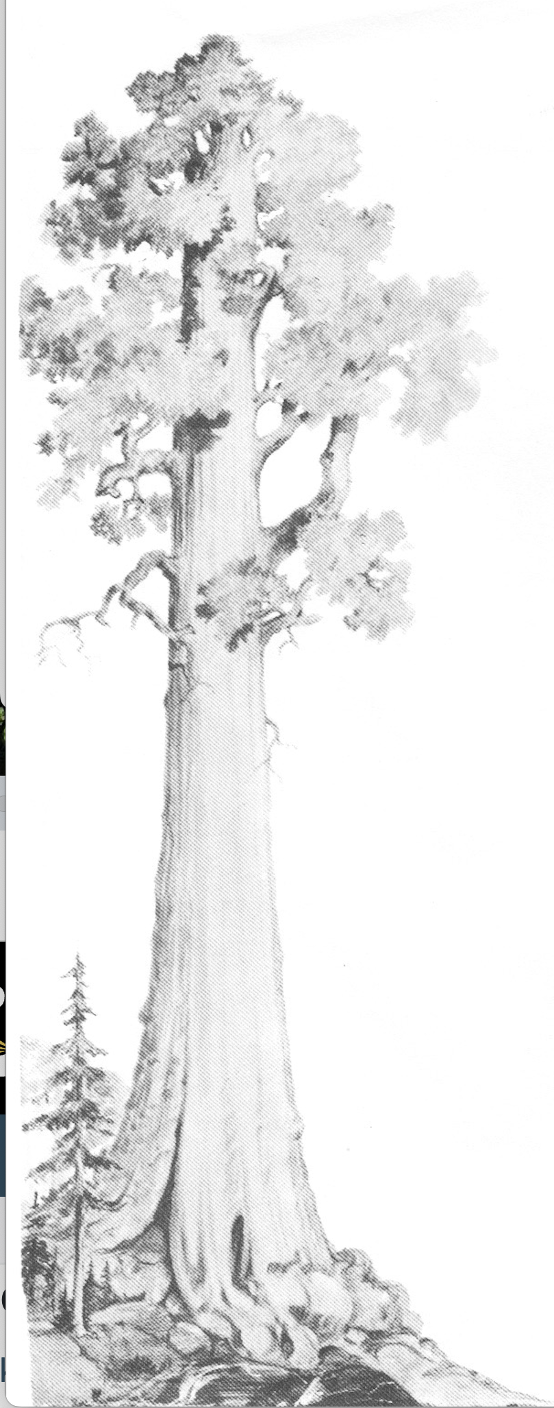Tree from his letterhead