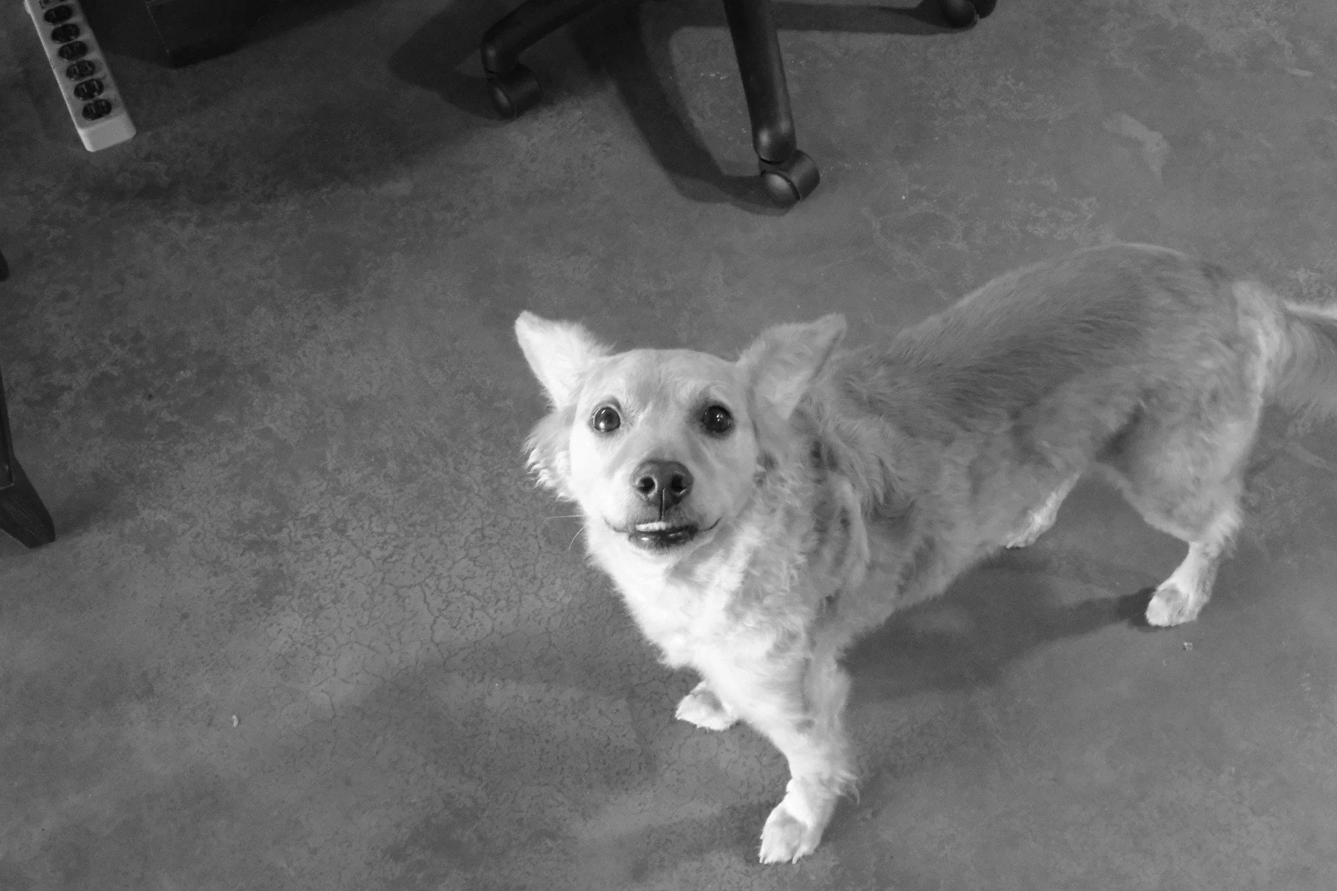 rocket dog.jpg
