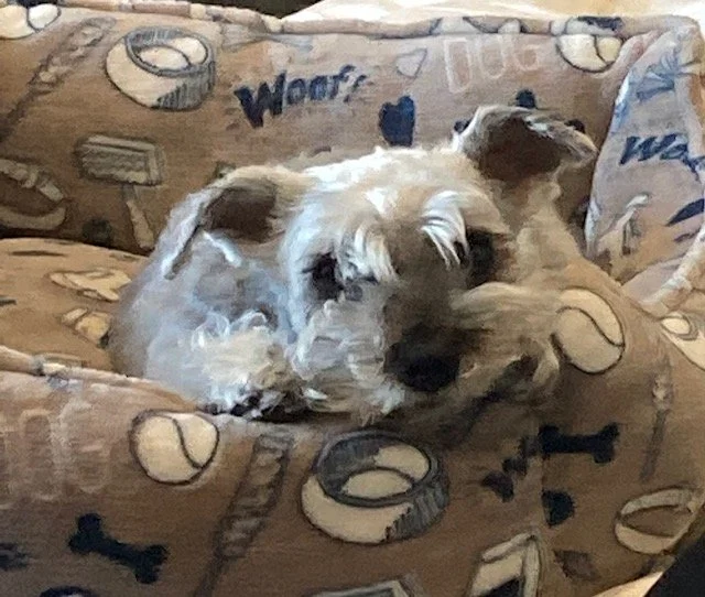 Small dog with fluffy white and brown fur lying on a beige couch with sports-themed cushions.