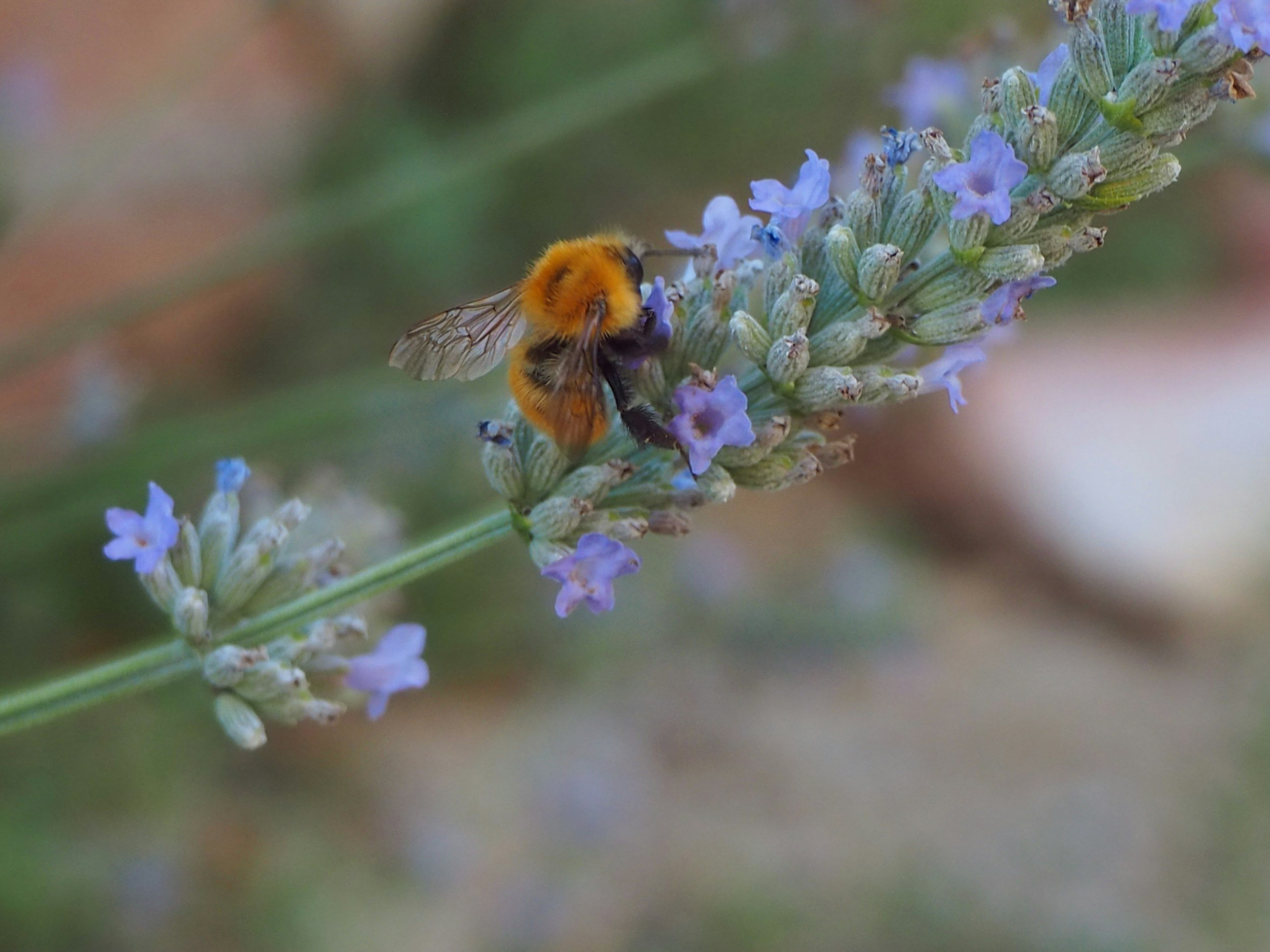 A close-up of a bee with fuzzy orange and black body collecting nectar from a lavender flower.