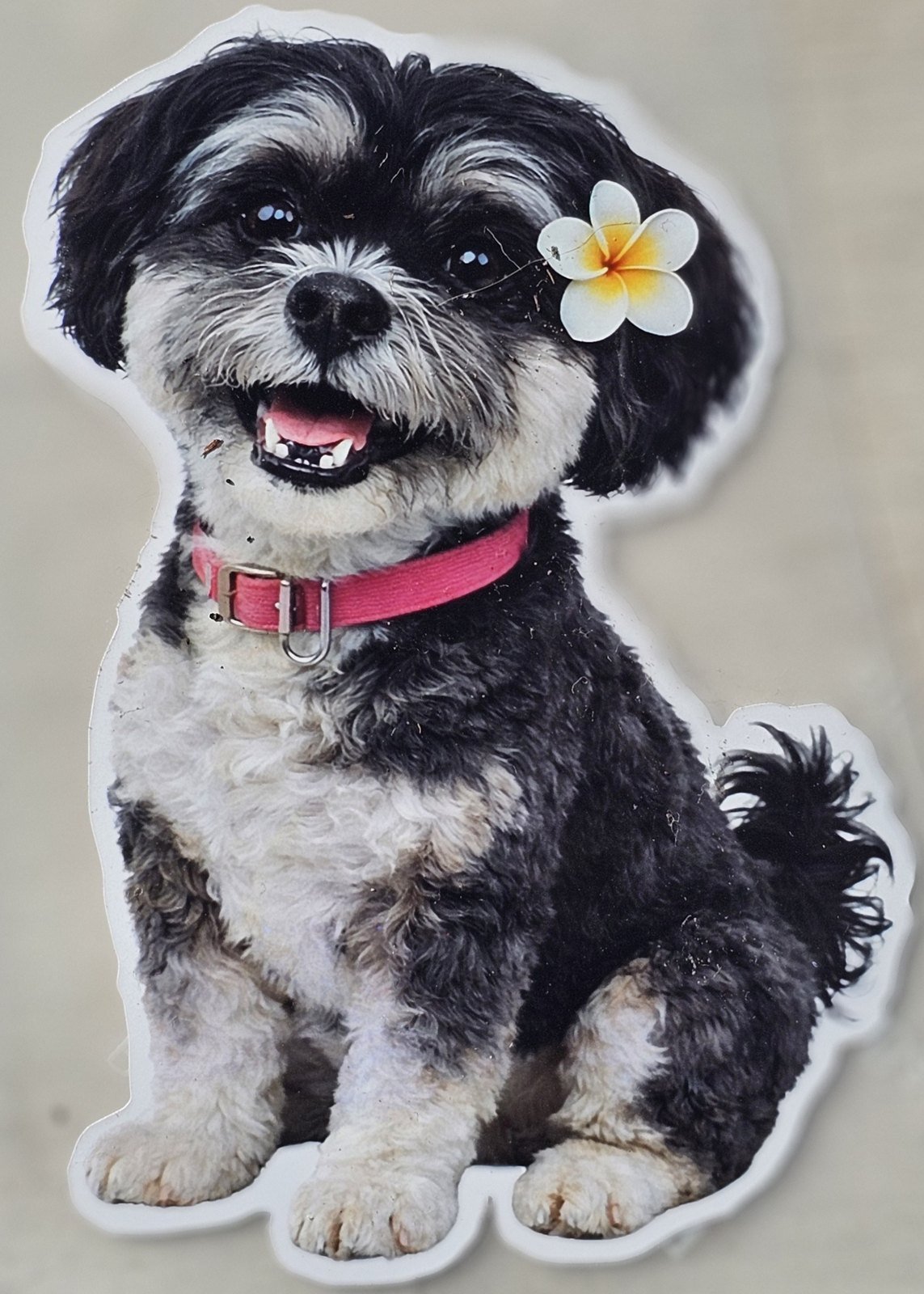 Suki, the small black-and-white dog who inspired the book, with a white flower behind her ear.