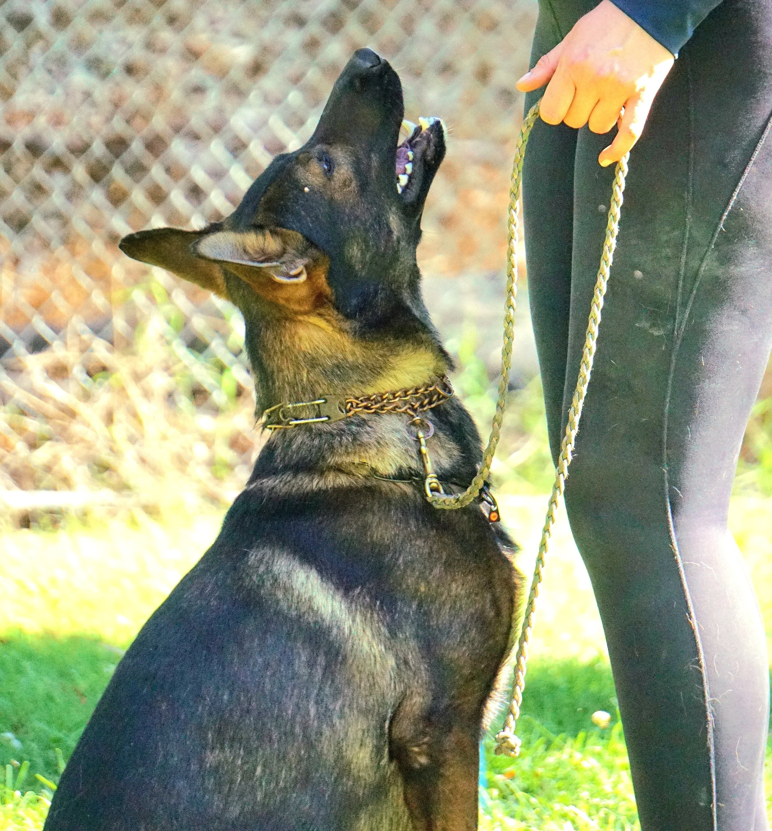 3 Week Obedience School