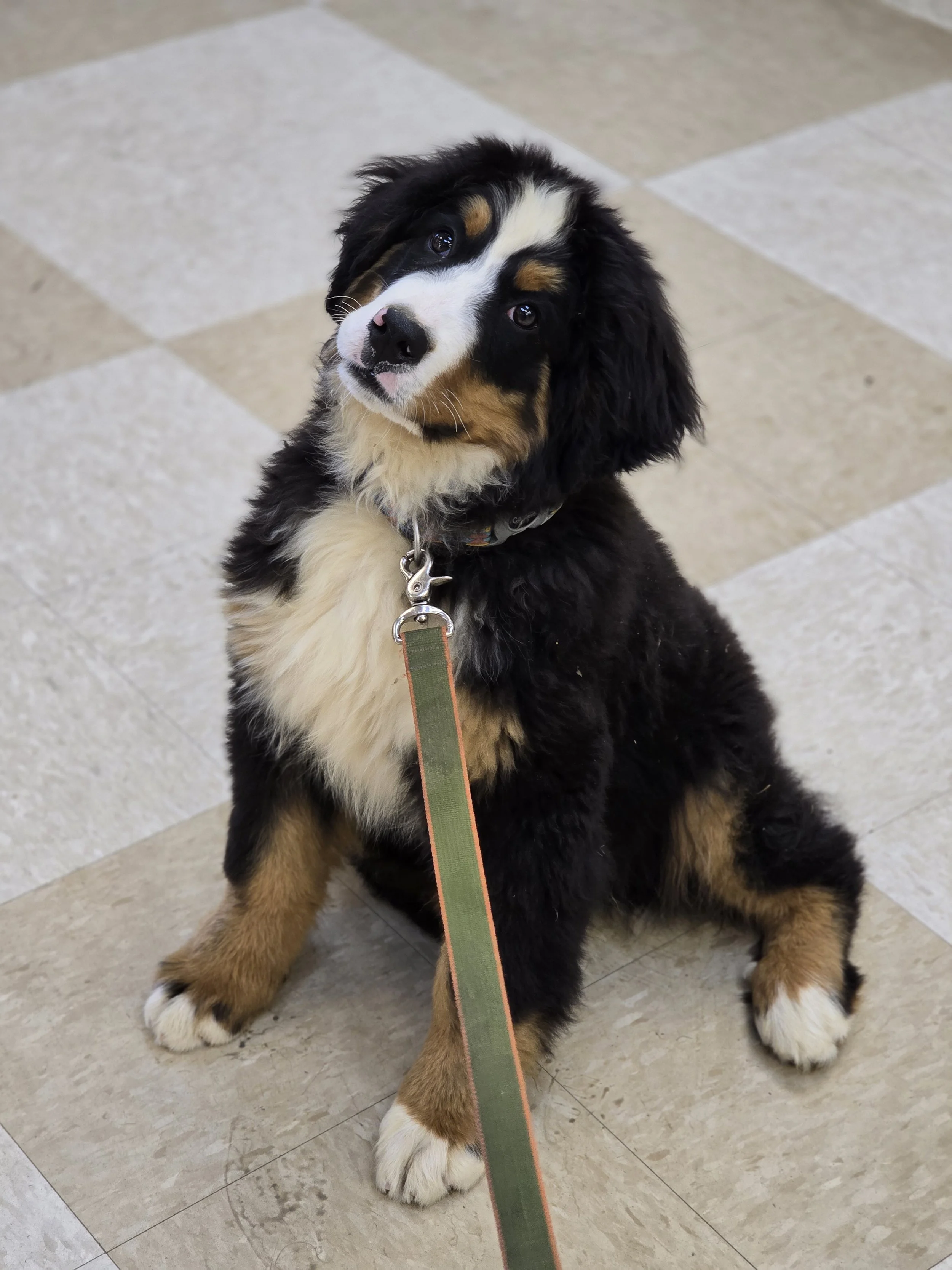 2 Week Puppy Jump Start