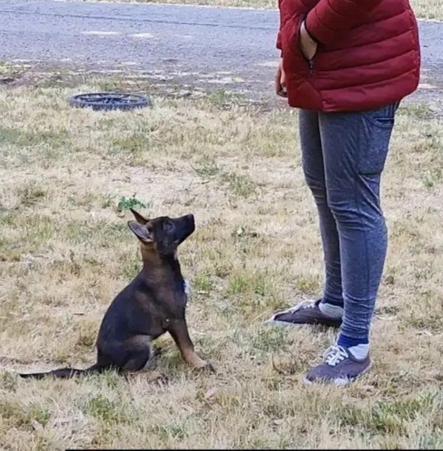 4 Week Puppy Development