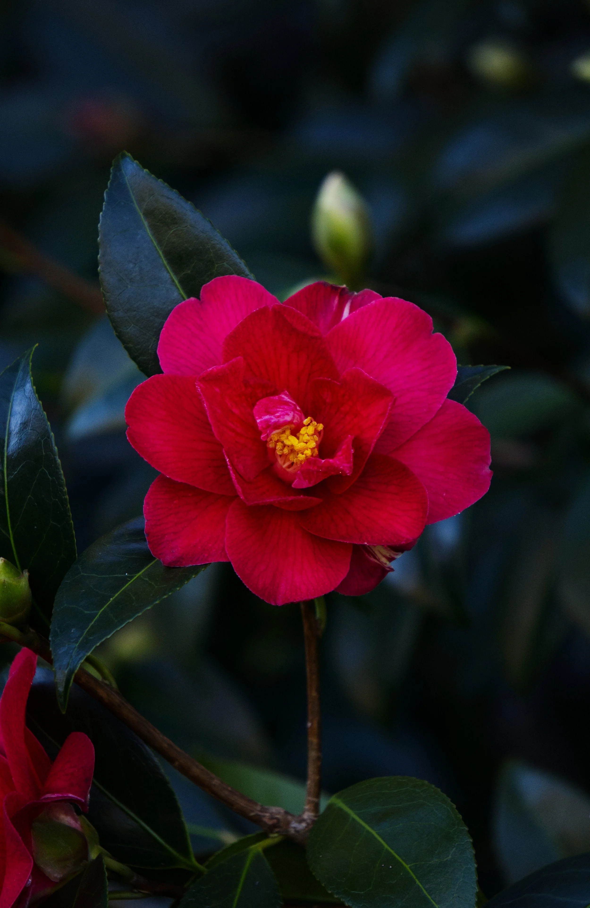 Red Flower (Camellia japonica) Photo Digital Download