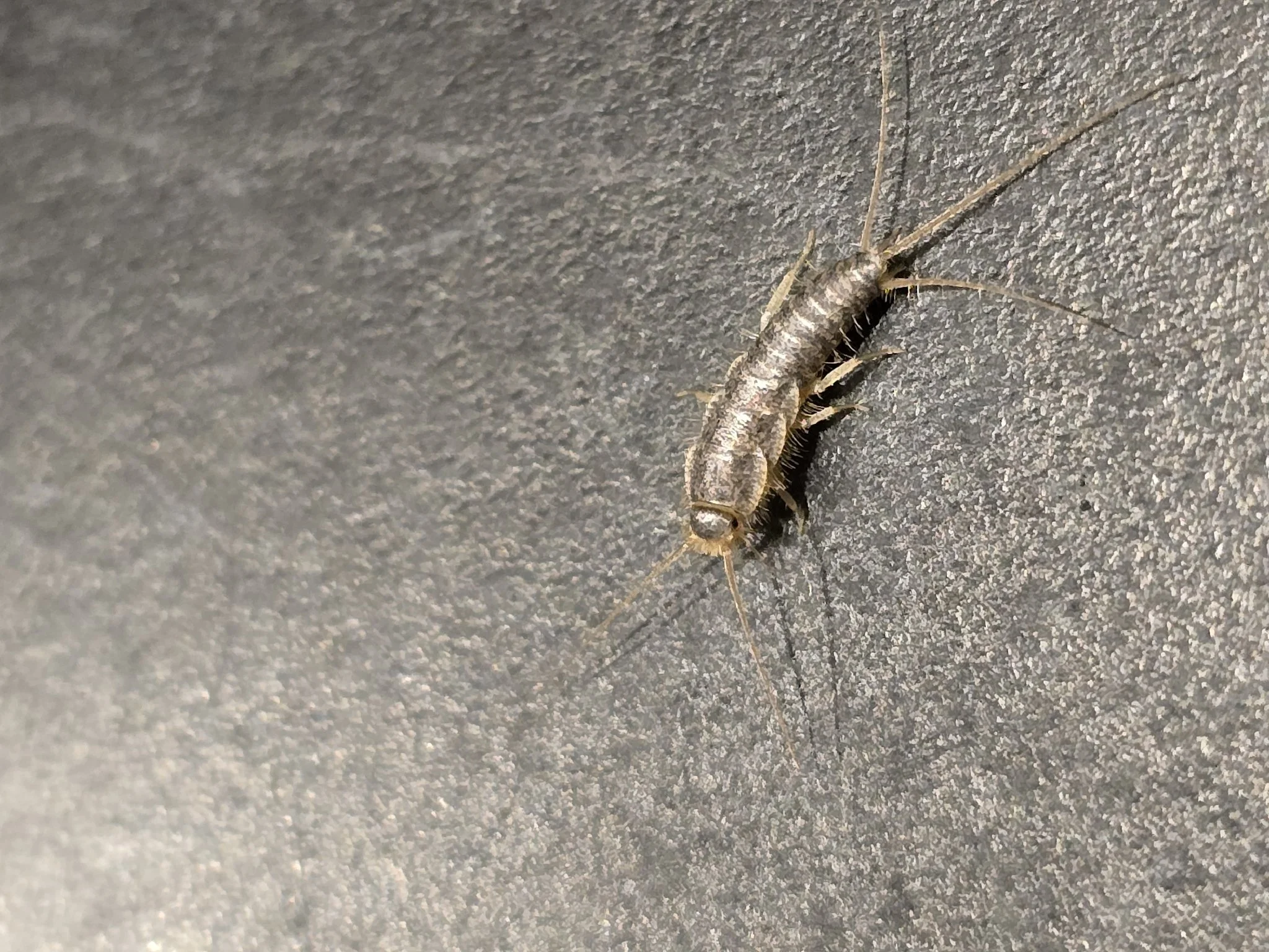 Close-up of a small insect on a textured gray surface, possibly a wall or ceiling.