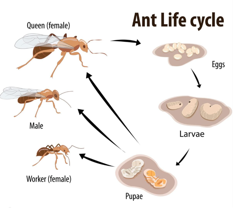 Ant life cycle showing the egg, larva, pupa and adult stages, including queen, male and worker ants.