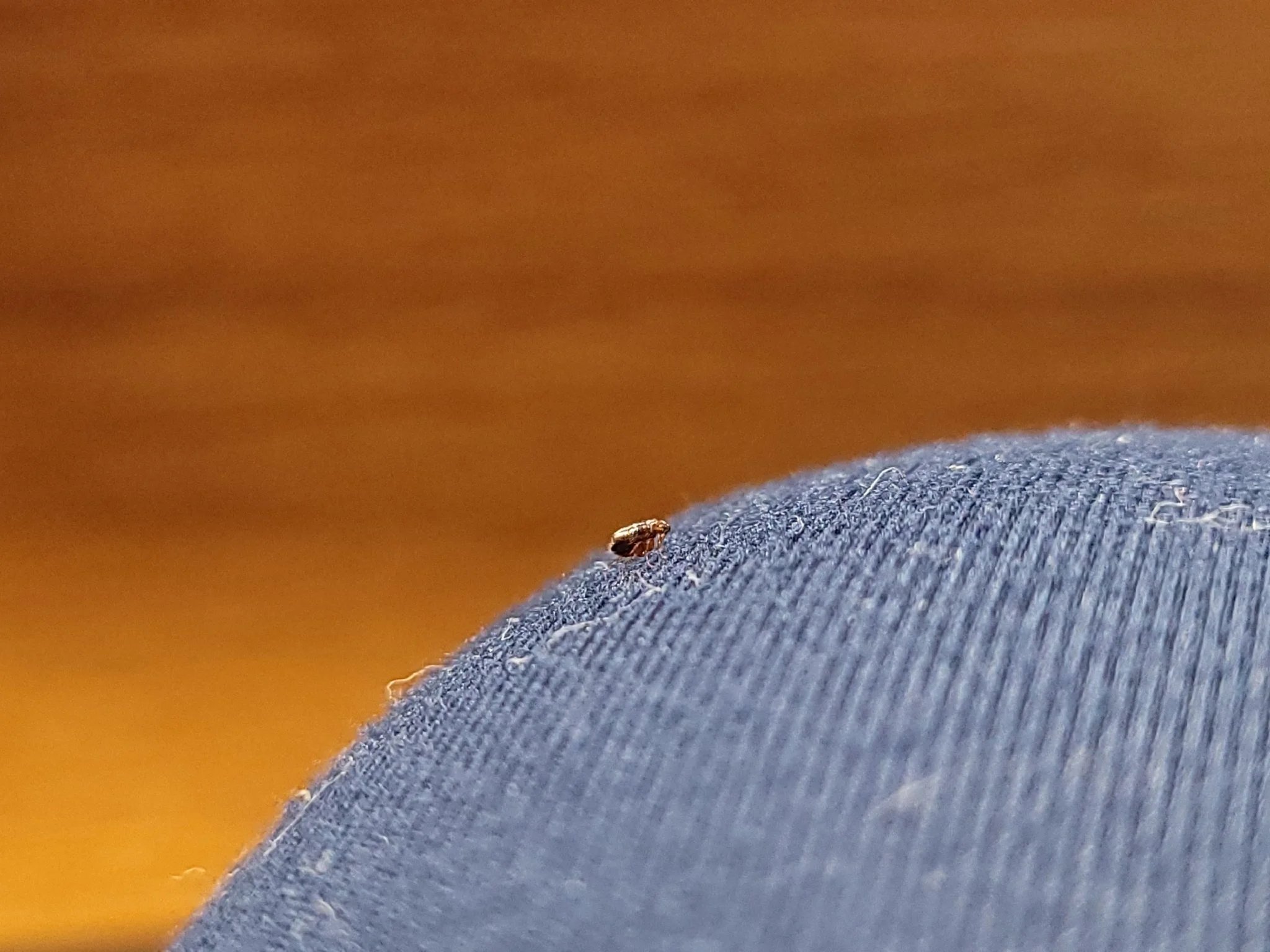 Extreme close-up of a textured blue fabric with a small insect, possibly a ladybug, on the surface, set against a warm orange background.