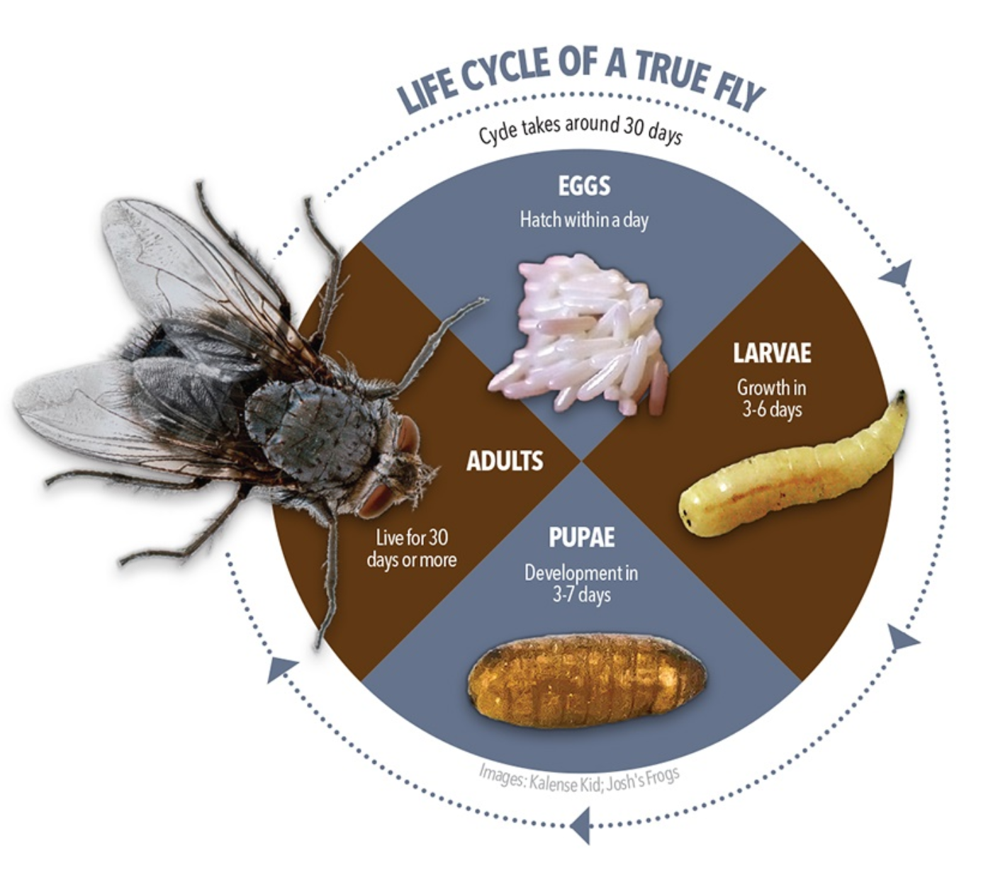 Diagram showing the life cycle of a true fly, including stages: eggs, larvae, pupae, and adults, with a large fly image on the left.