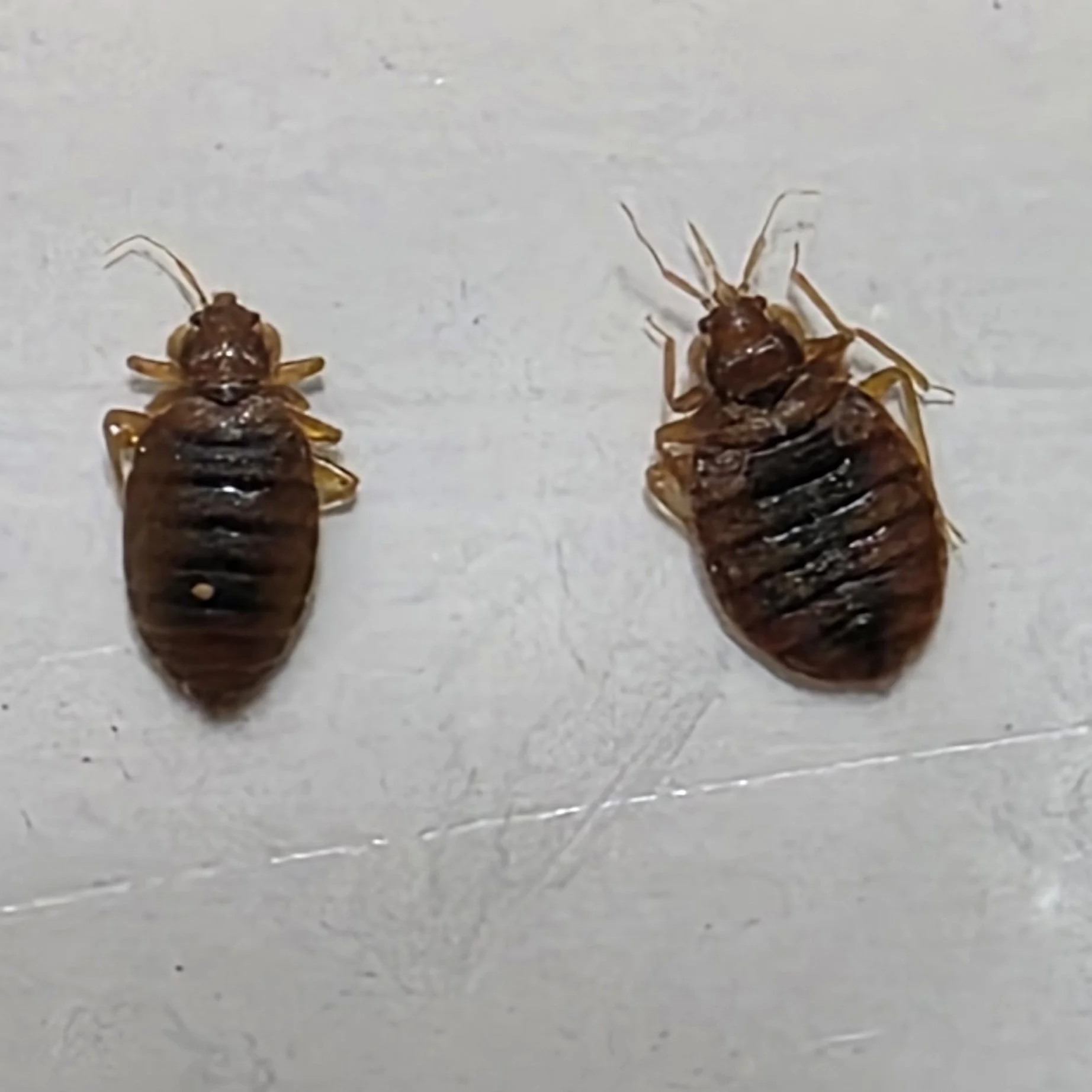 Two similar brown and black insects, possibly beetles, lying on their backs on a white surface, showing their undersides with legs and wings.