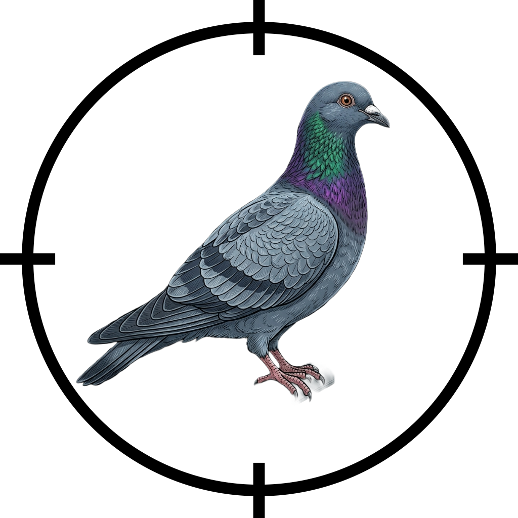 Pigeon identification for professional bird pest management.