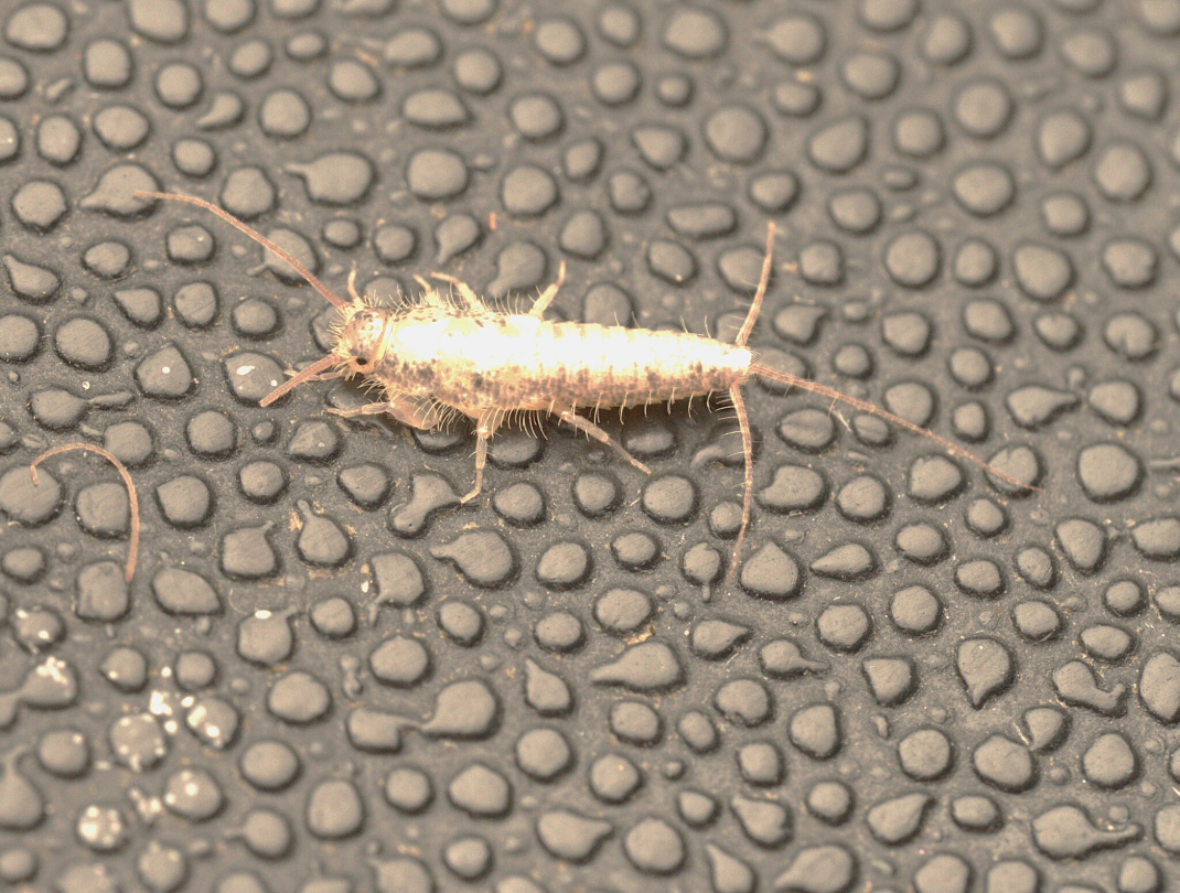 Close-up of a silverfish insect on a textured black surface.