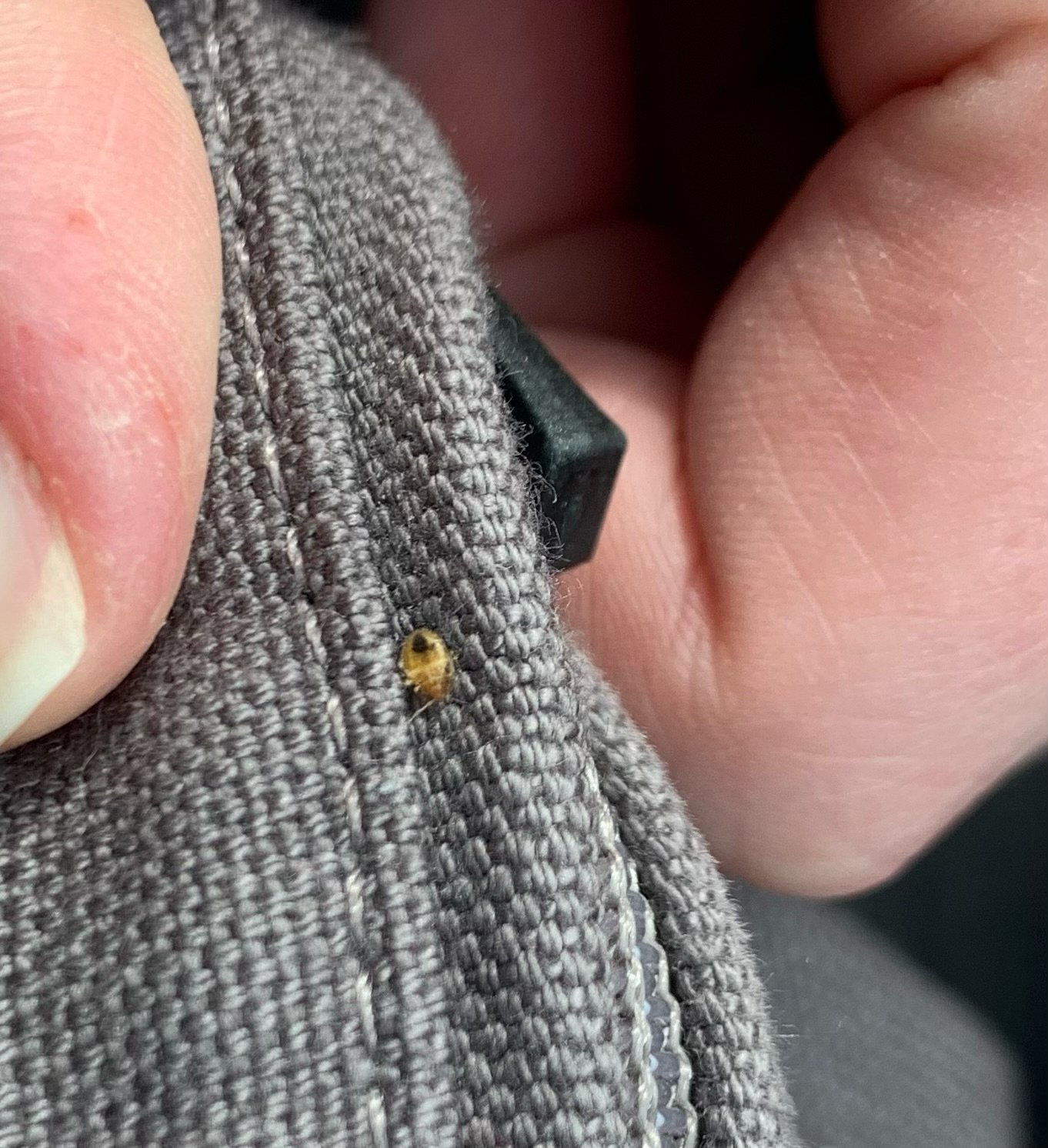 A close-up of a person's hand holding a piece of gray fabric with a small yellow ladybug on it, with finger and part of the person's leg visible.