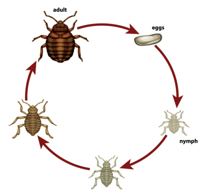 Lifecycle of a flea showing stages from eggs, nymph, to adult.
