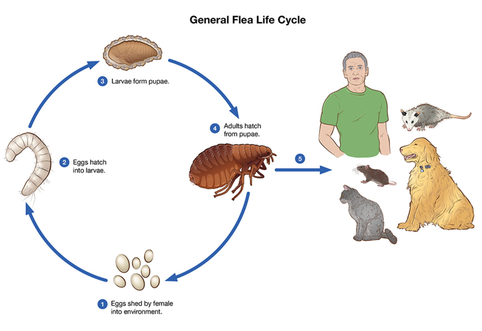 Diagram of the general flea life cycle showing eggs laid into the environment, eggs hatching into larvae, larvae forming pupae, adults hatching from pupae, and the adult flea feeding on a host, with a person and multiple pets including a dog, a cat, a rat, and a mouse.
