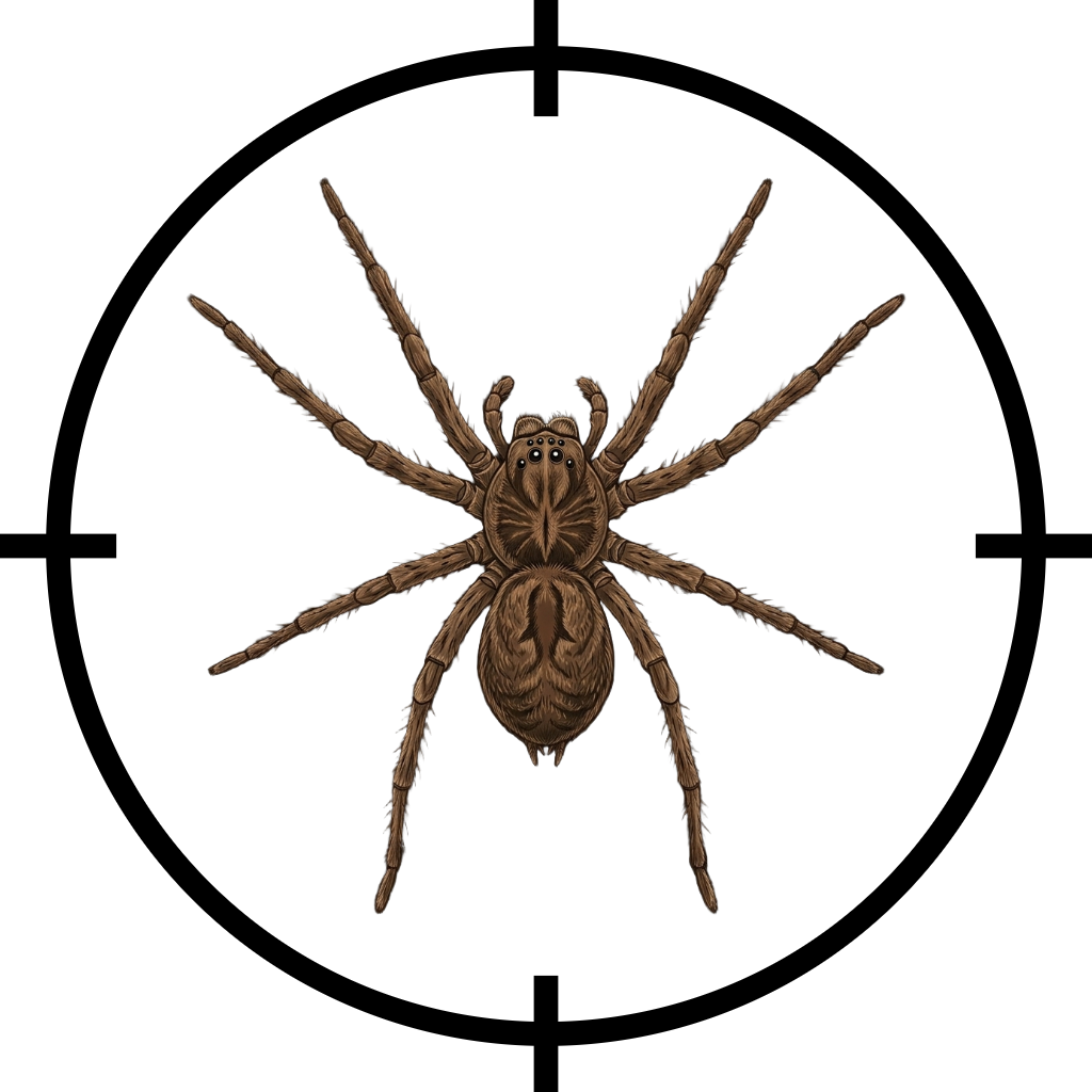 Spider identification for professional pest control and management.