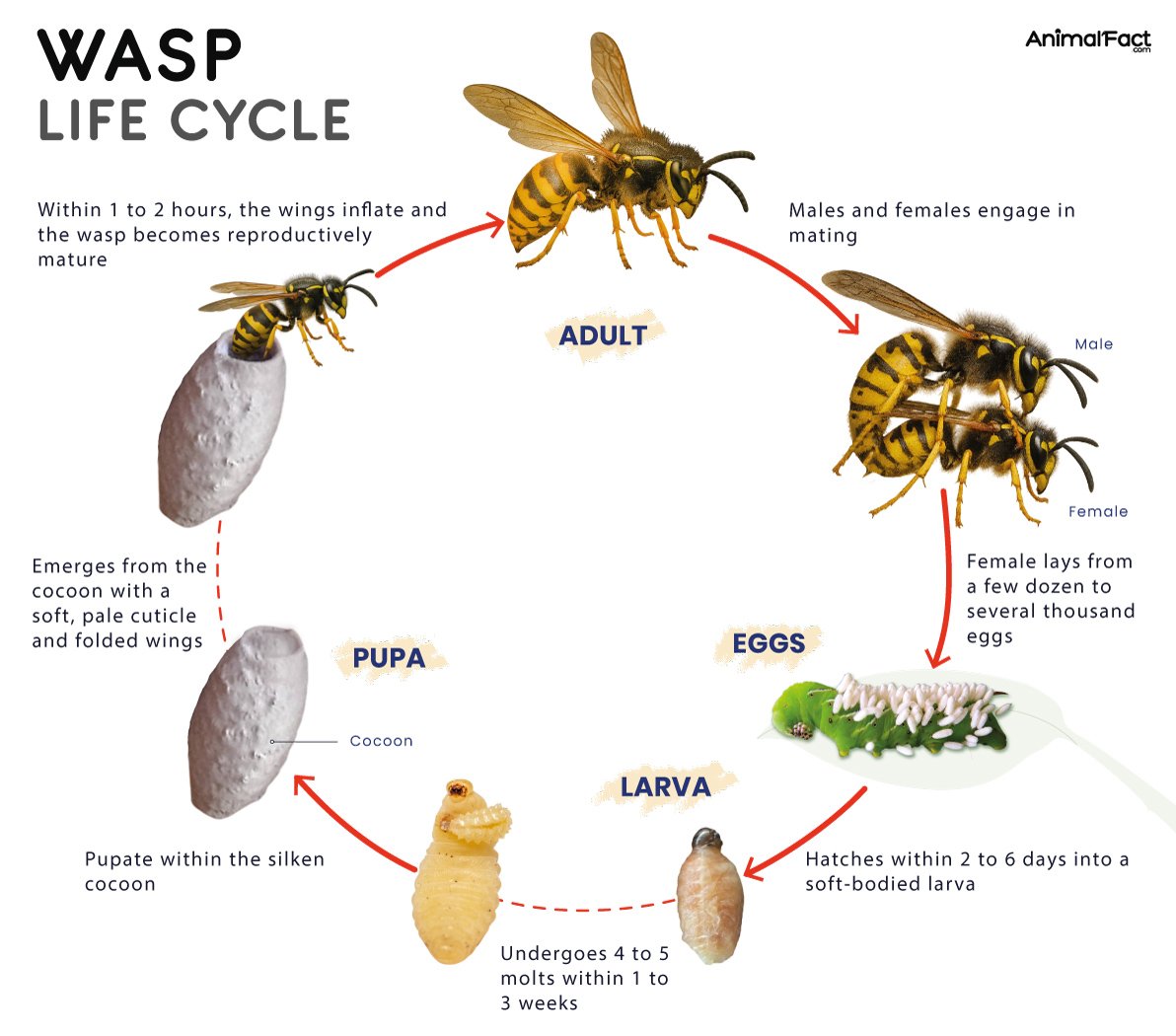 Diagram of the wasp life cycle showing stages from adult wasps mating, females laying eggs, eggs hatching into larvae, larvae pupating inside cocoons, and emerging as adult wasps.