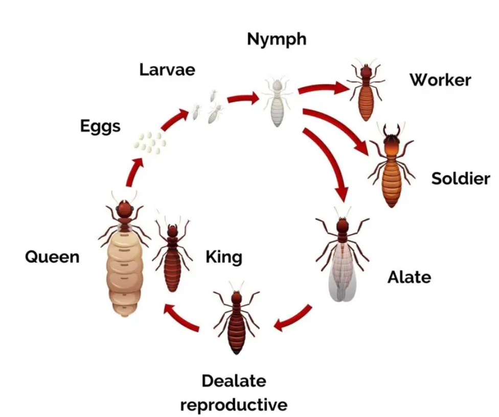 Ant life cycle and colony structure showing eggs, larvae, workers, soldiers, alates, queens and kings.