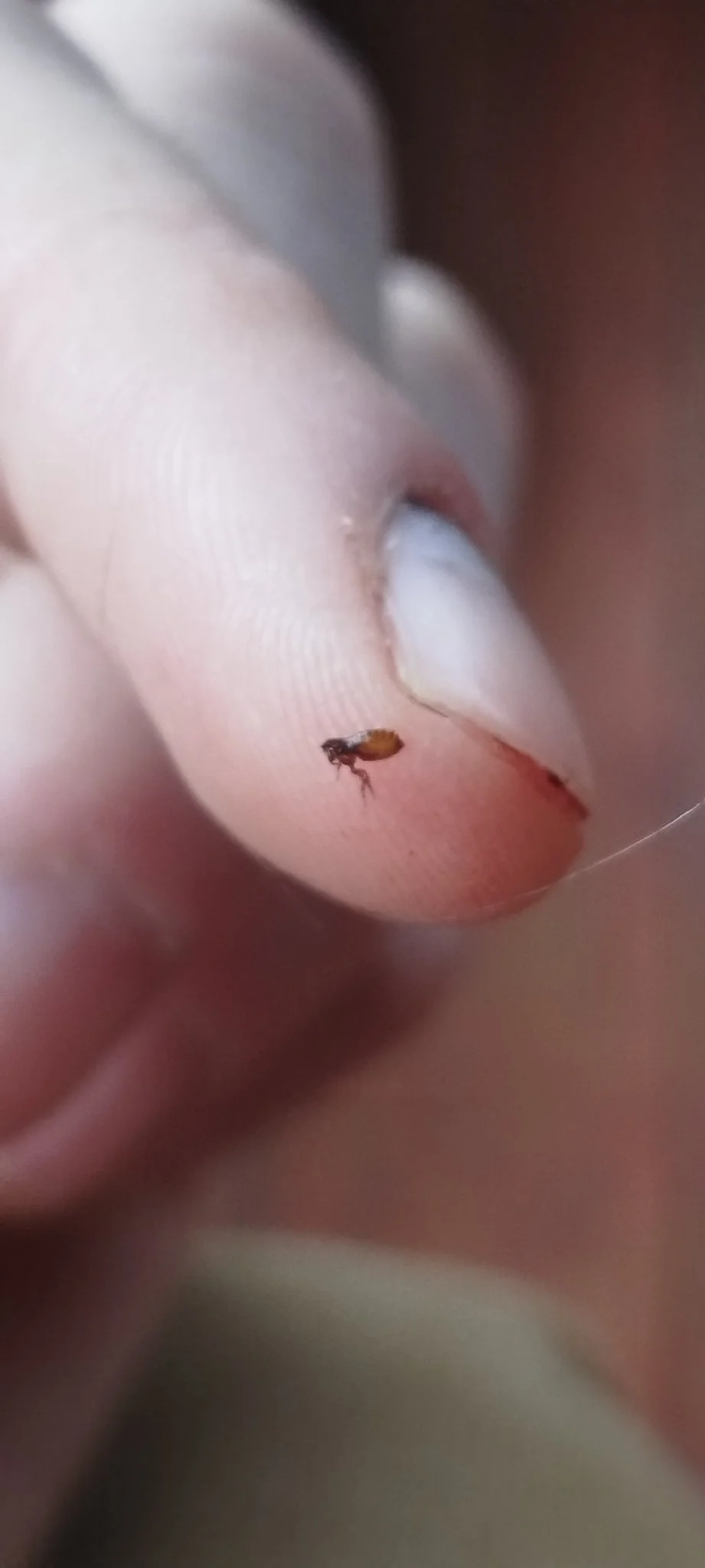 Close-up of a person's finger with a small insect on it, with blurred background.