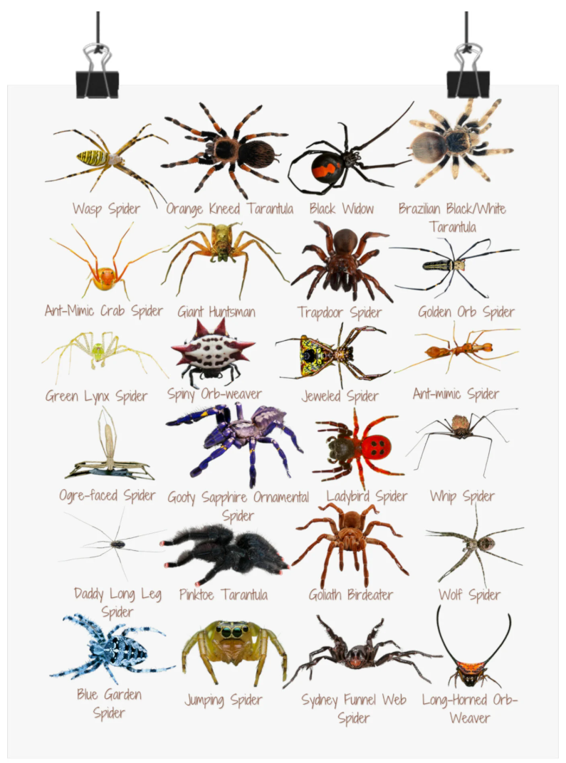 Australian spider identification chart showing common spider species and their identifying features.