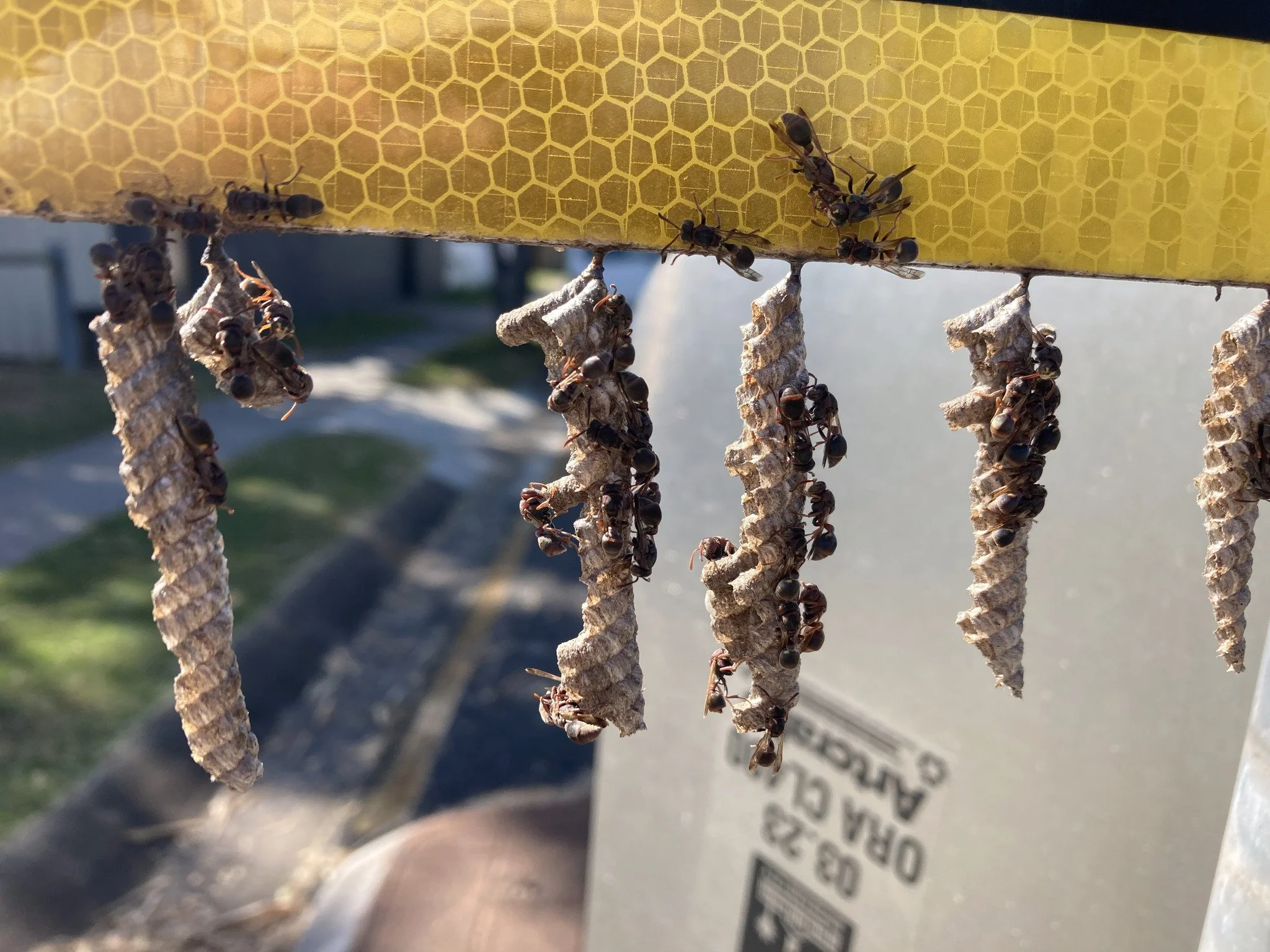 Close-up of a beekeeping frame with multiple honeycomb sections and bees on and around it, set outdoors with a blurred background.