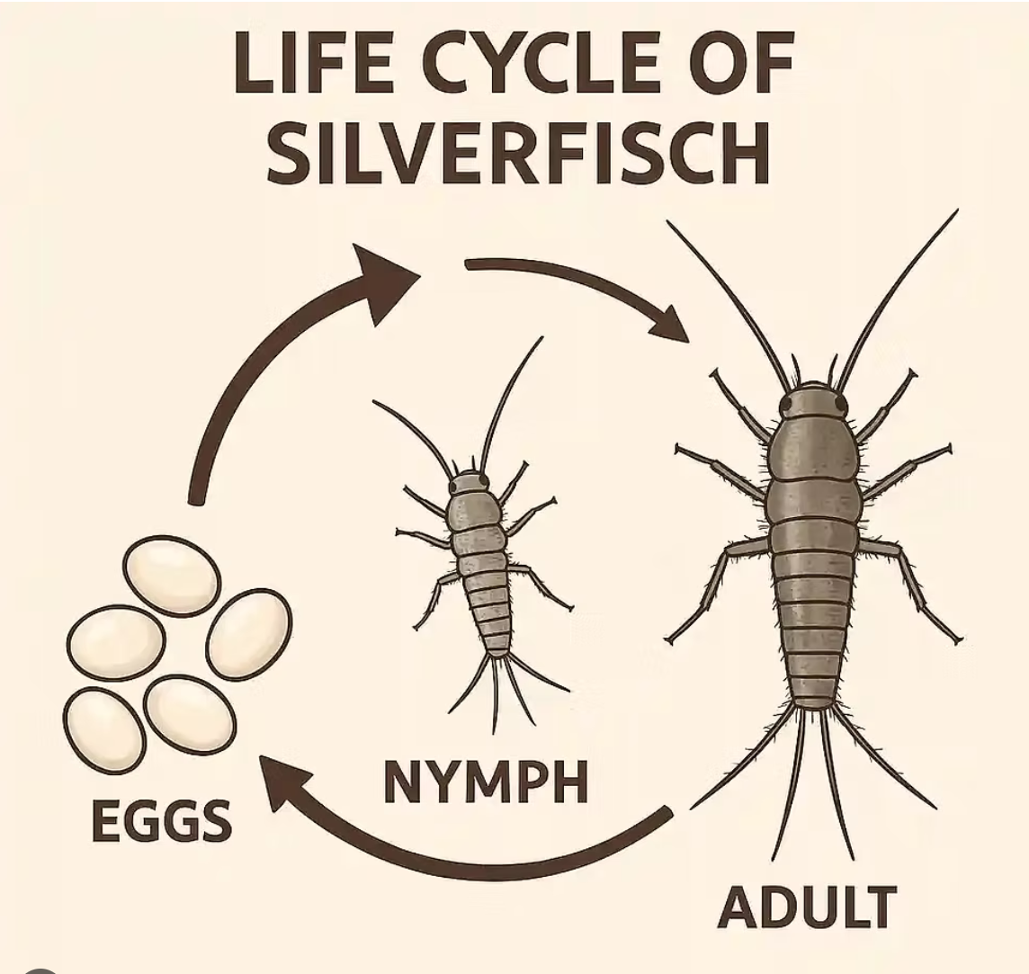 Illustration of the life cycle of a silverfish showing eggs, nymph, and adult stages, with labels and arrows connecting each stage.