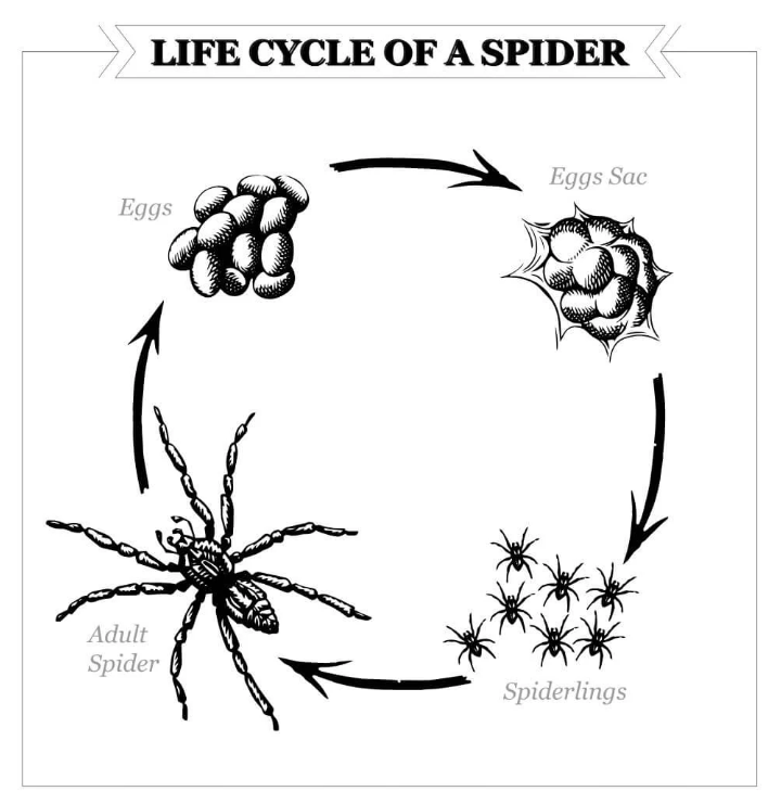 Diagram illustrating the life cycle of a spider, including stages from eggs, eggs sac, spiderlings, to adult spider, with arrows showing progression.