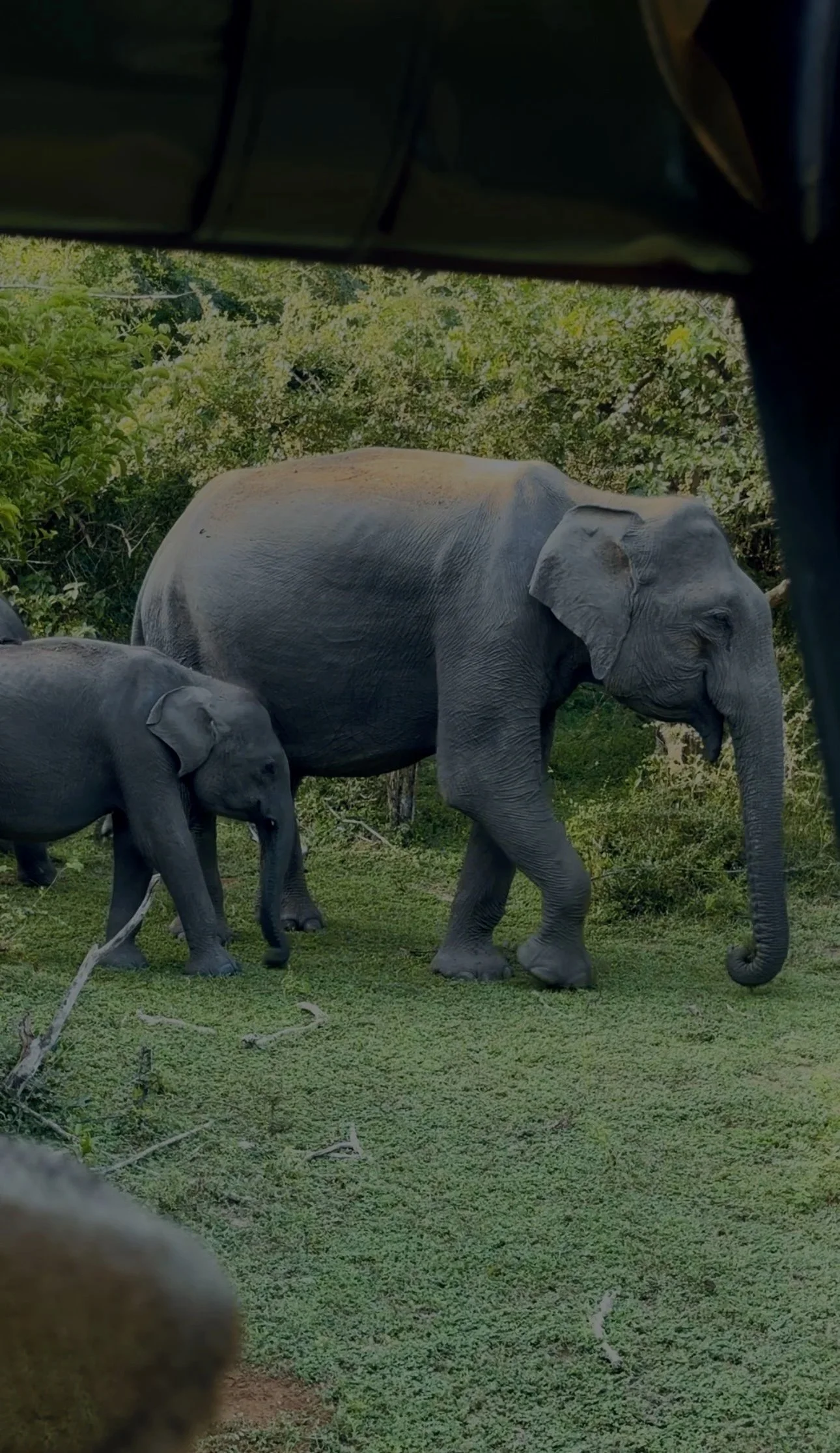Two elephants walking on green grass with trees and bushes in the background.